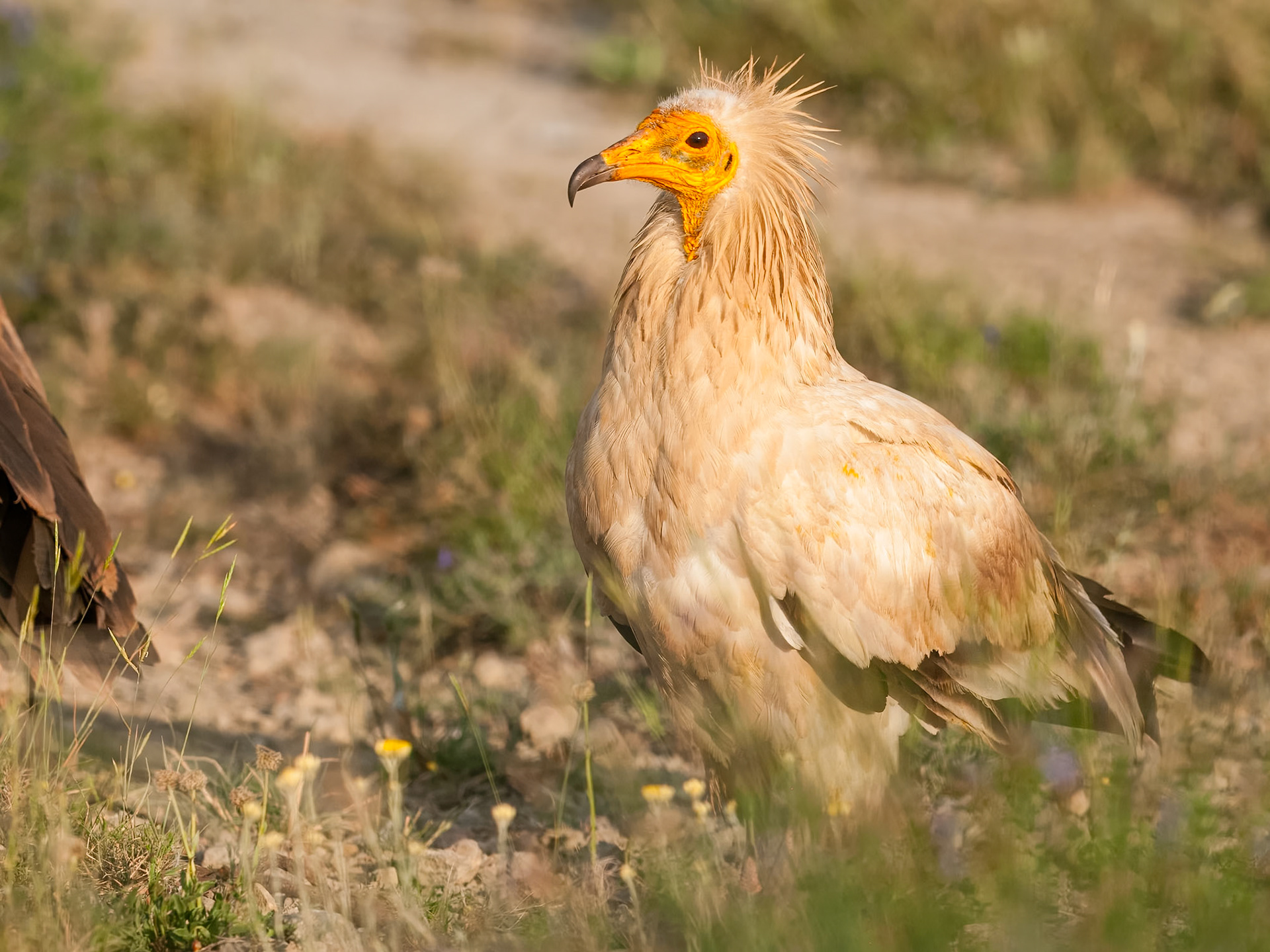 | Egyptian Vulture (Neophron percnopterus) | Conca de Tremp | Catalonia |