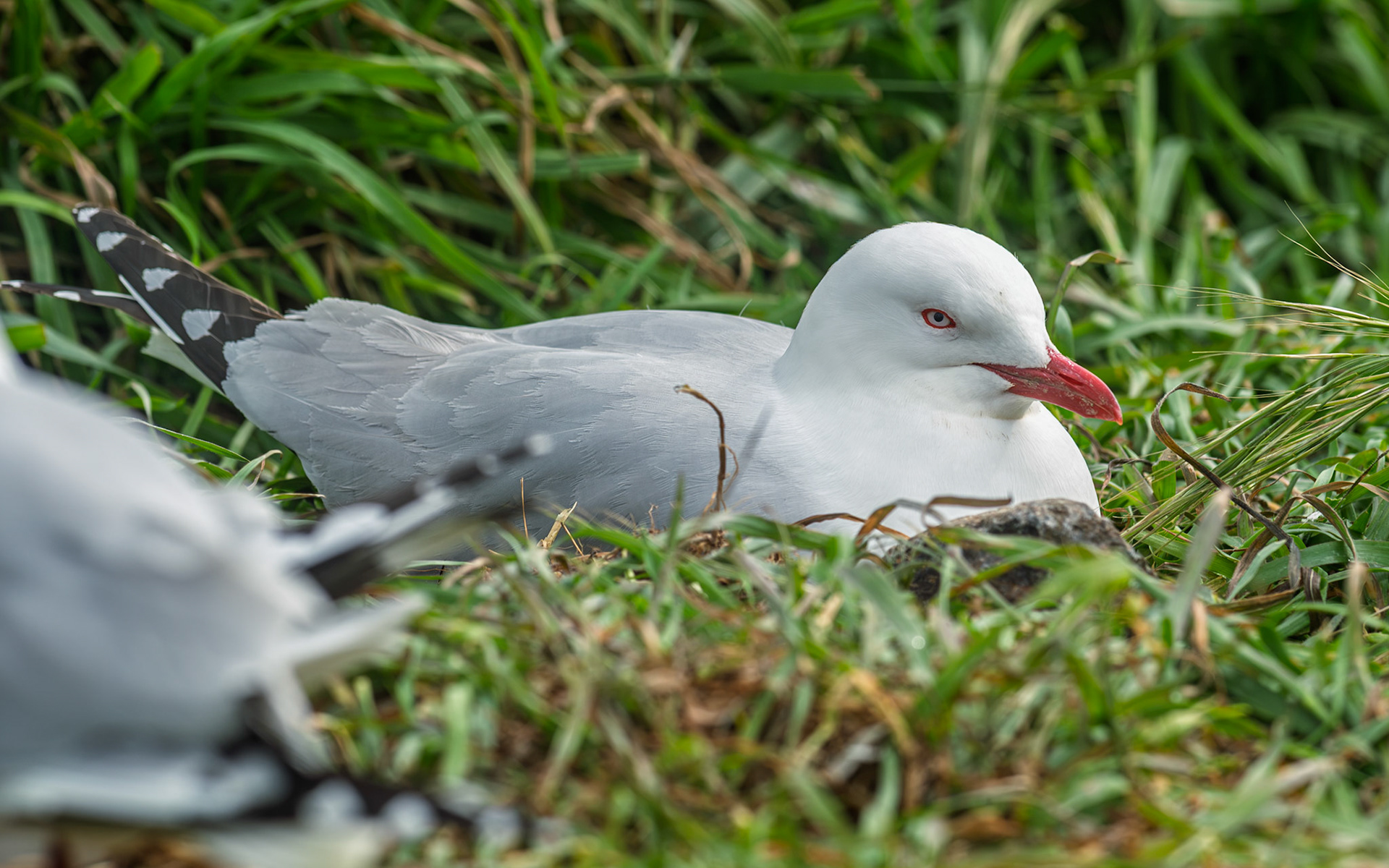 | Silver Gull (Chroicocephalus novaehollandiae) | Otago Peninsula | South Island | New Zealand |