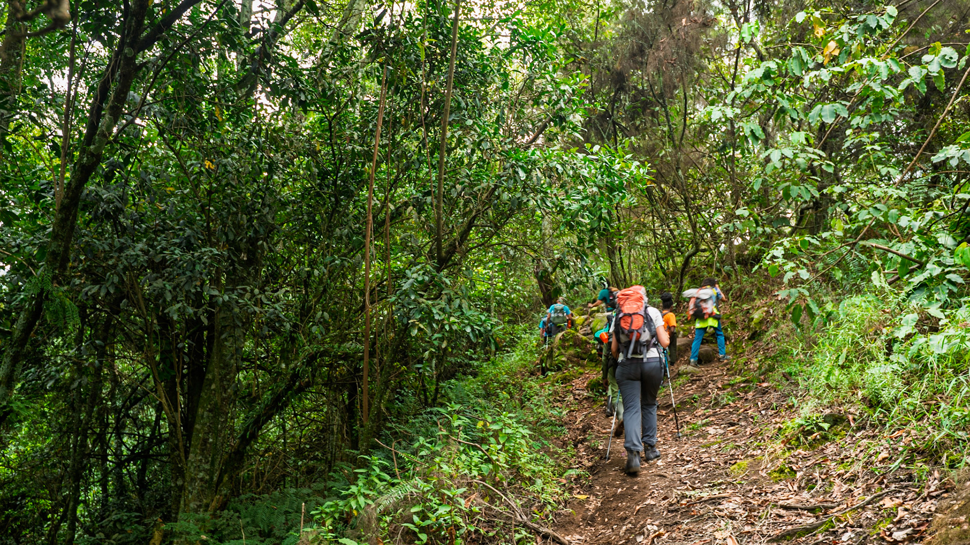 |  Rwenzori Mountains | Uganda |