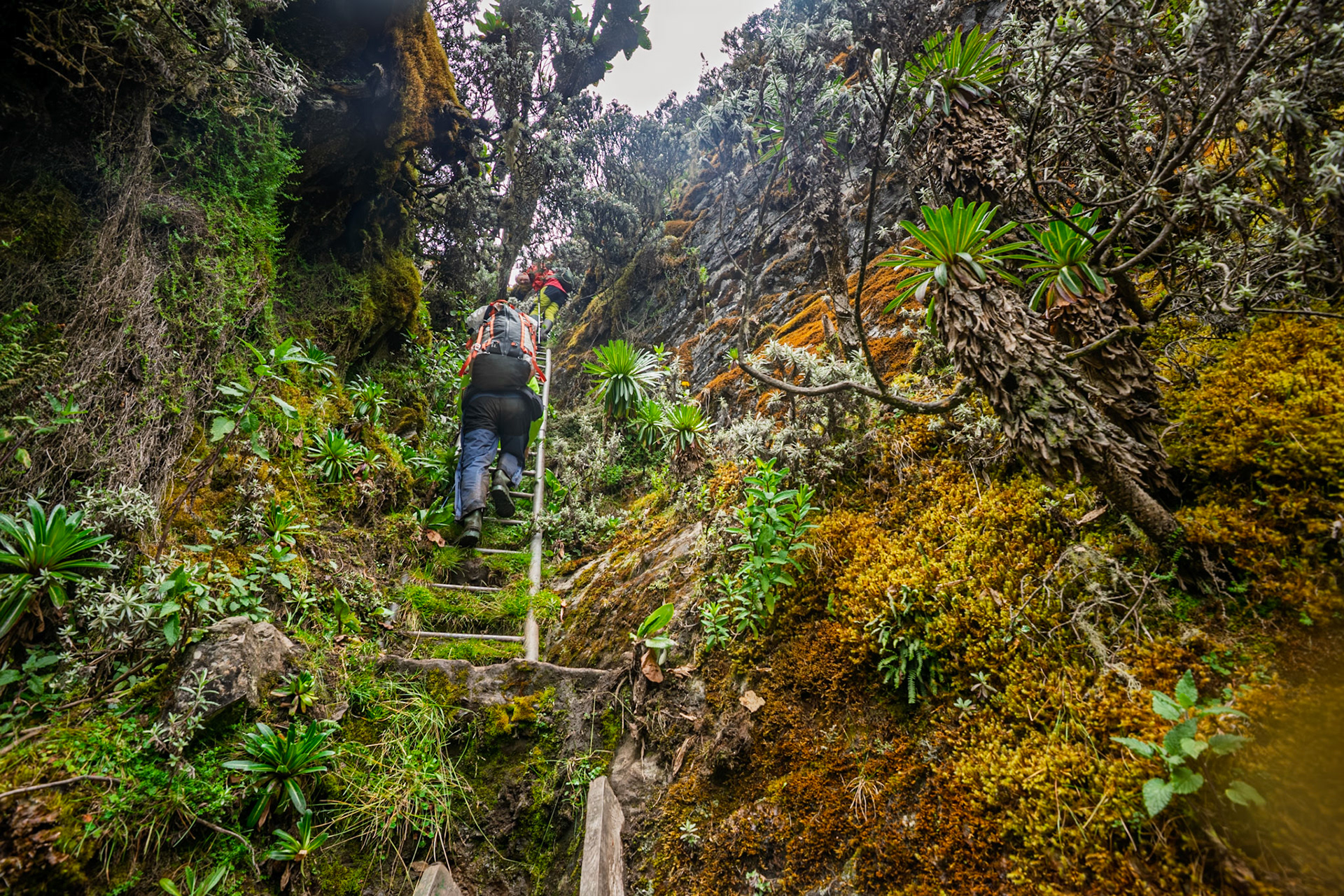 | Day 4. Bujuku Hut (3.977 m) - Elena Hut (4,541 m) |  Rwenzori Mountains | Uganda |  Rwenzori Mountains | Uganda |