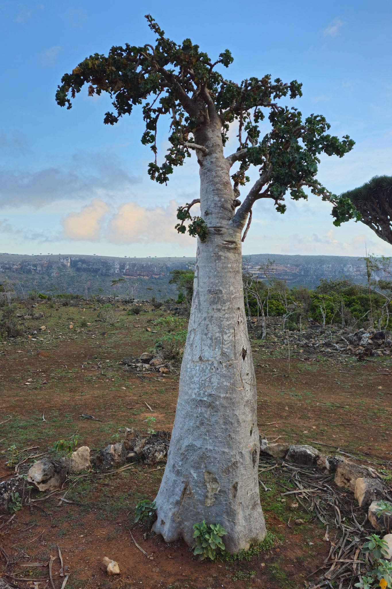 Cucumber Tree (Dendrosicyos socotranus)