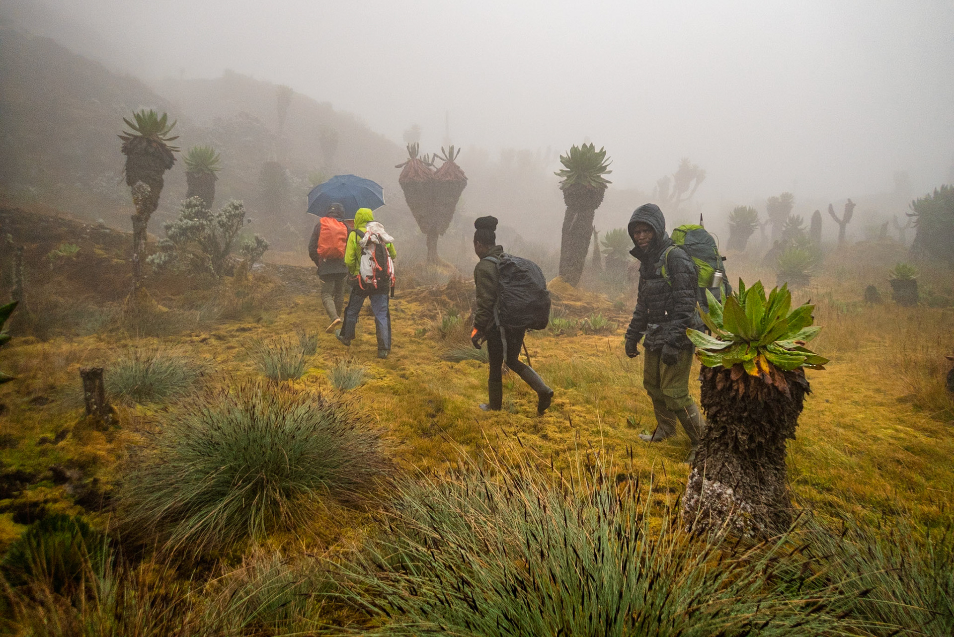 | Day 6. Kitandara Hut (4.023 m) - Guy Yeoman (3.505 m) |  Rwenzori Mountains | Uganda |  Rwenzori Mountains | Uganda |