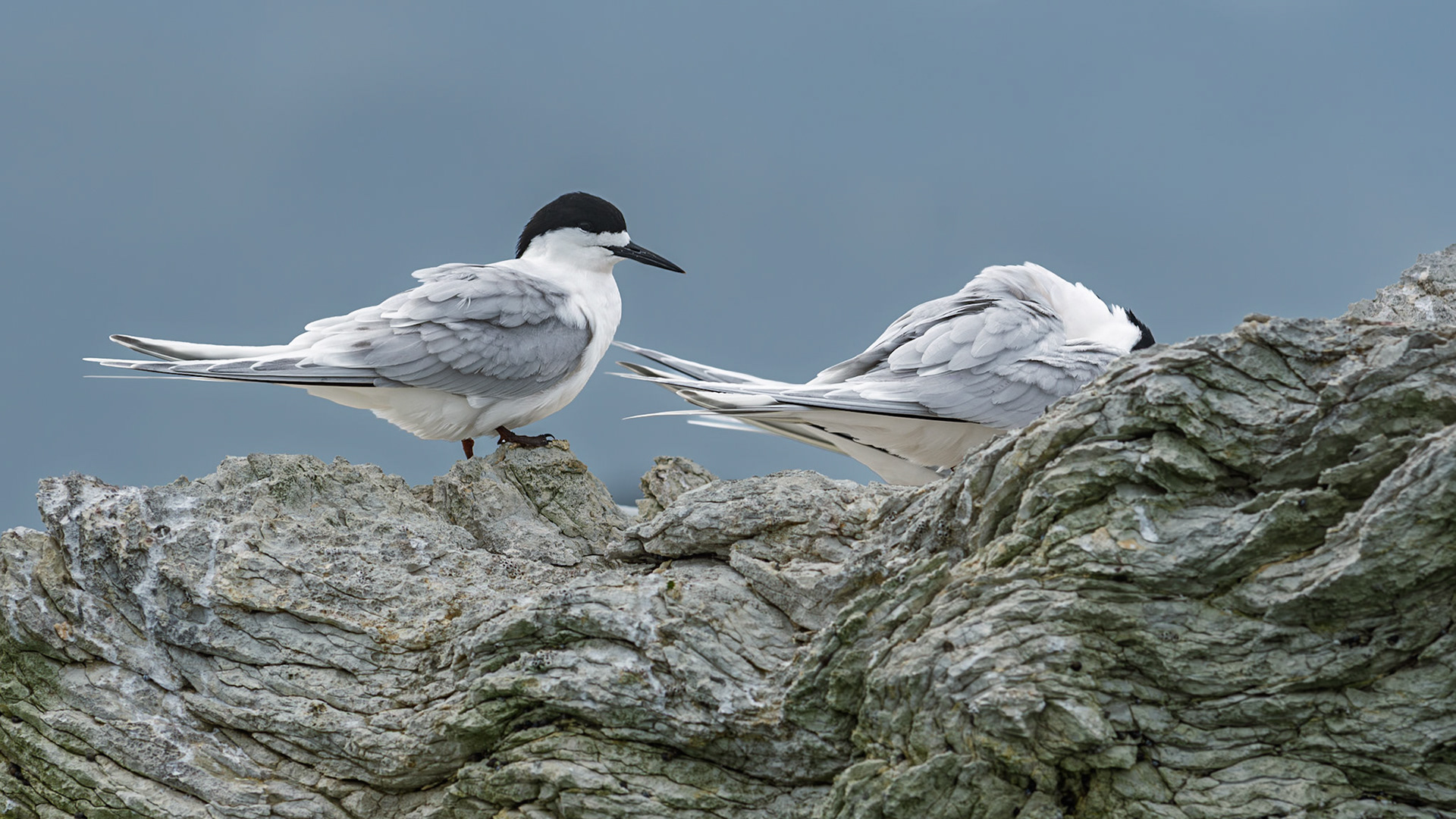 | White-fronted Tern, Tara (Sterna striata) | Kaikoura | South Island | New Zealand |