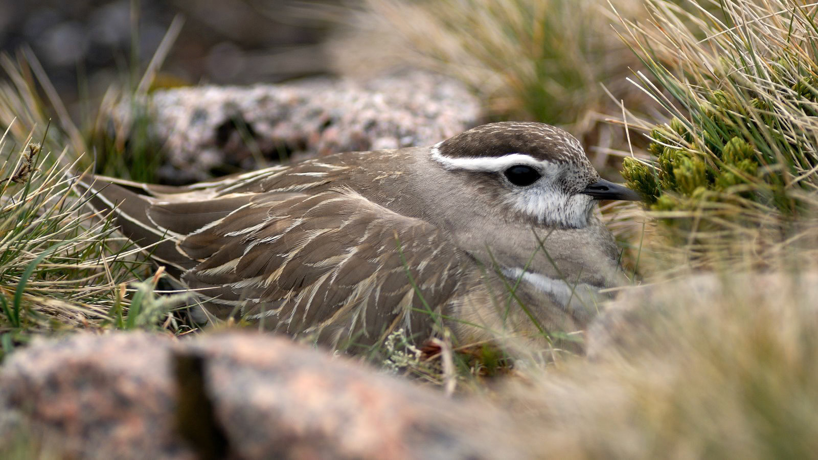 | Eurasian dotterel (Eudromias morinellus) | Cairngorms National Park | Scotland  | United Kingdom |