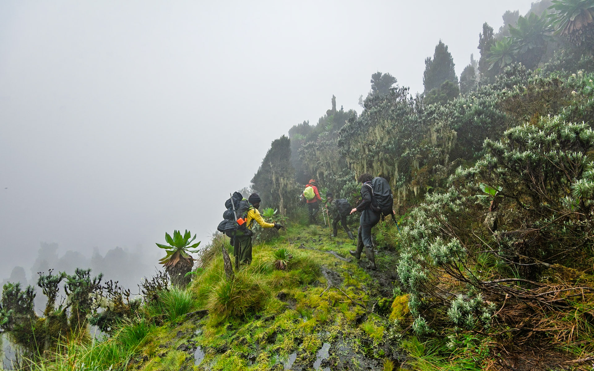 | Day 6. Kitandara Hut (4.023 m) - Guy Yeoman (3.505 m) |  Rwenzori Mountains | Uganda |  Rwenzori Mountains | Uganda |