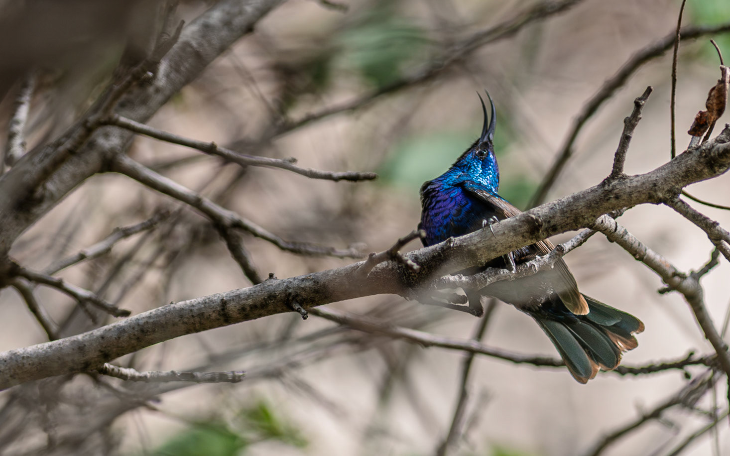 | Palestine sunbird (Cinnyris osea) | Mount Gilboa | Beit She'an | Northern Israel | Israel |