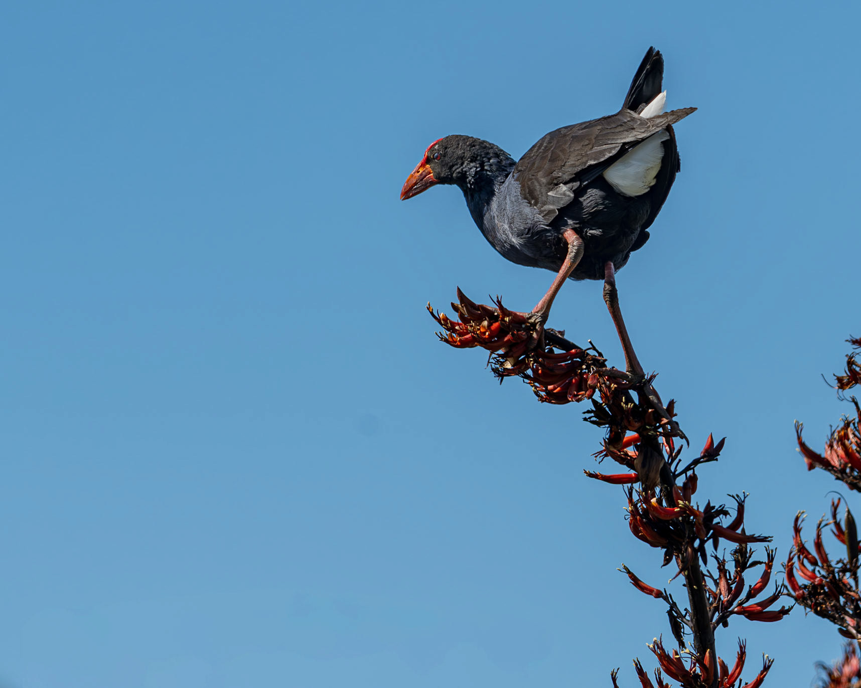 | Australasian Samphen, Pūkeko (Porphyrio melanotus) | Tiritiri Matangi | North Island | New Zealand |