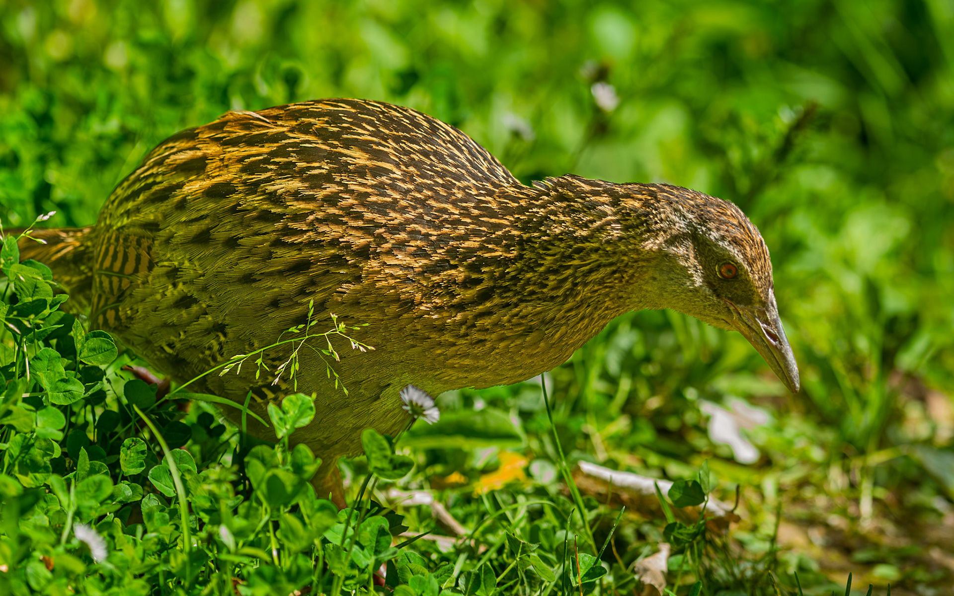 | Weka (Gallirallus australis) | Queen Charlotte Sound | South Island | New Zealand |