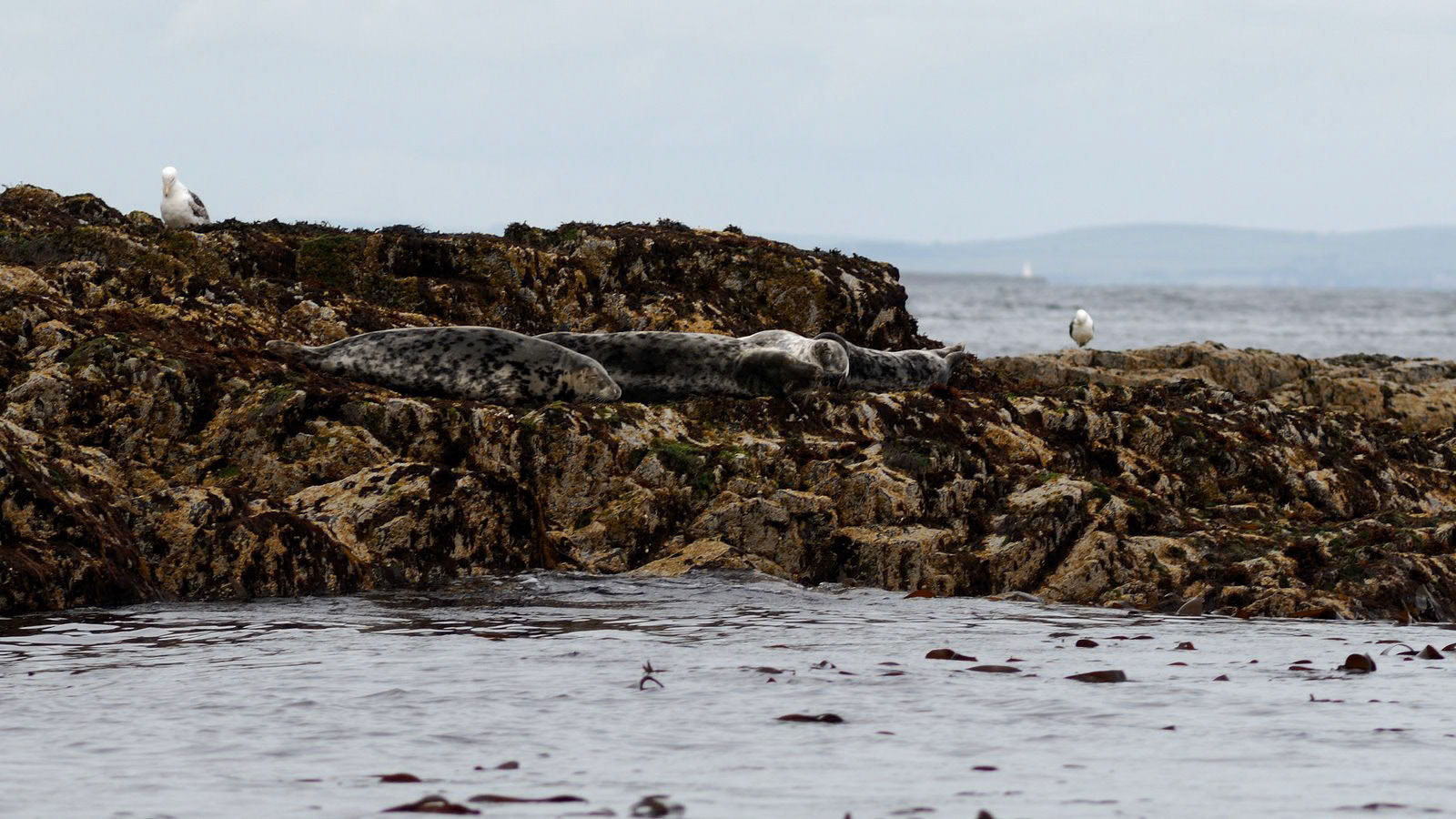 | Greay seal (Halichoerus grypus) | Farne Islands | Northumbria | United Kingdom |