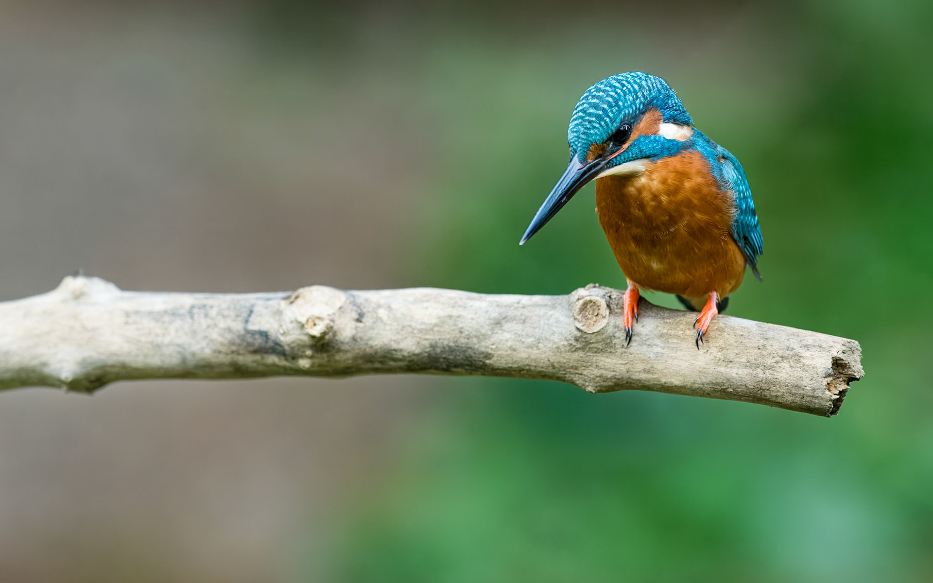 | Eurasian Kingfisher (Alcedo atthis) | Catalunya |