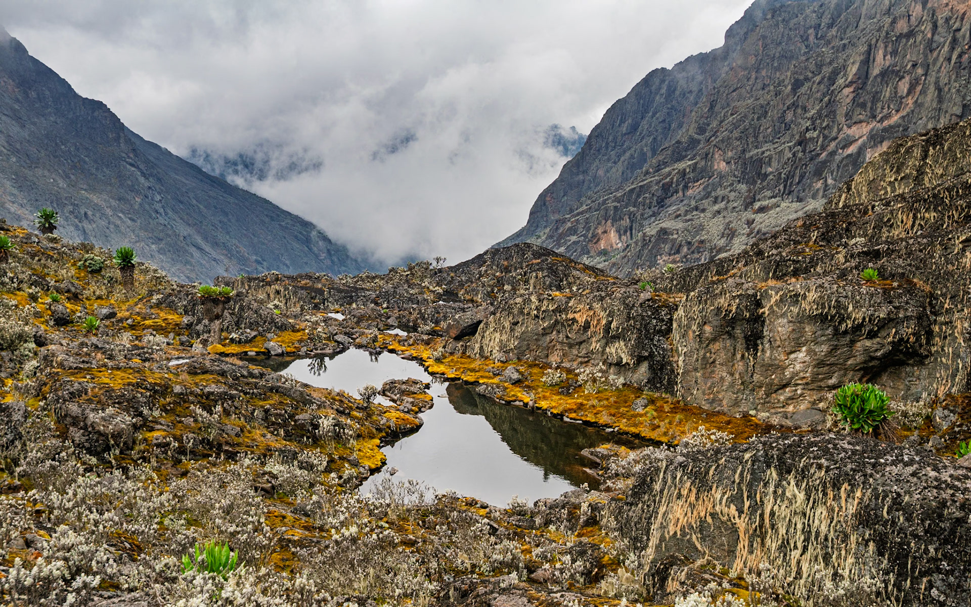 | Day 4. Bujuku Hut (3.977 m) - Elena Hut (4,541 m) |  Rwenzori Mountains | Uganda |  Rwenzori Mountains | Uganda |