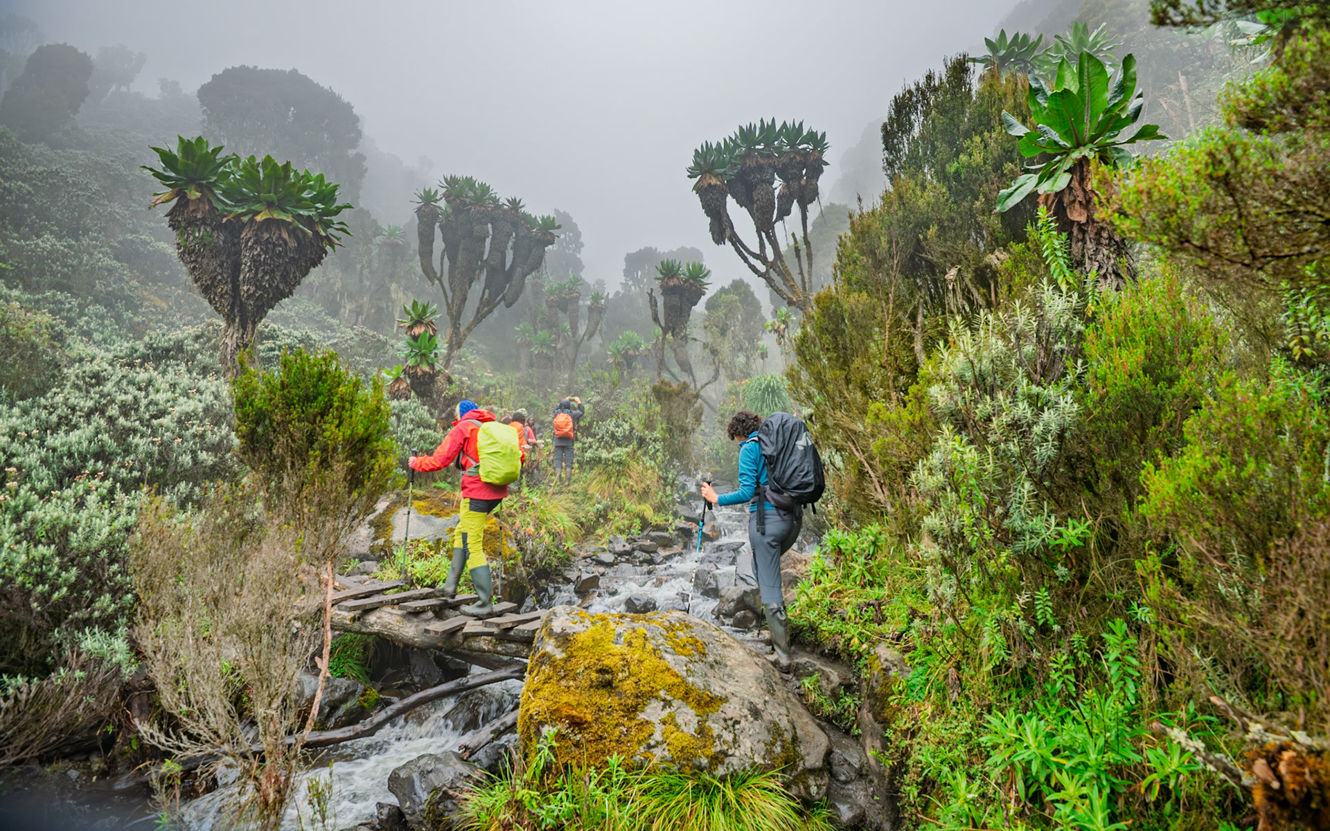 | Day 3. John Matte Hut (3.505 m) - Bujuku Hut (3.977 m) |  Rwenzori Mountains | Uganda | |  Rwenzori Mountains | Uganda |