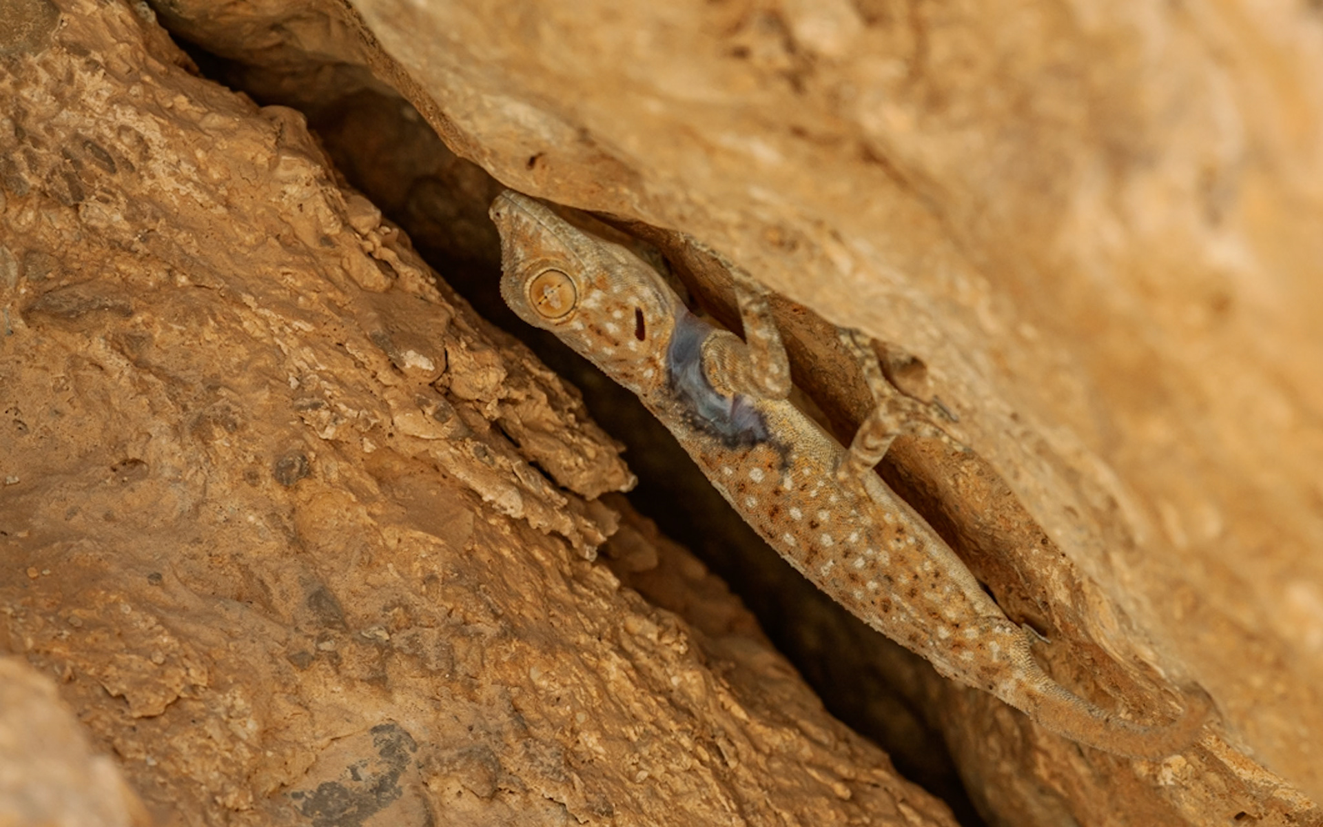 | Sinai fan-fingered gecko (Ptyodactylus guttatus) | Dead Sea | Southern Israel | Israel |