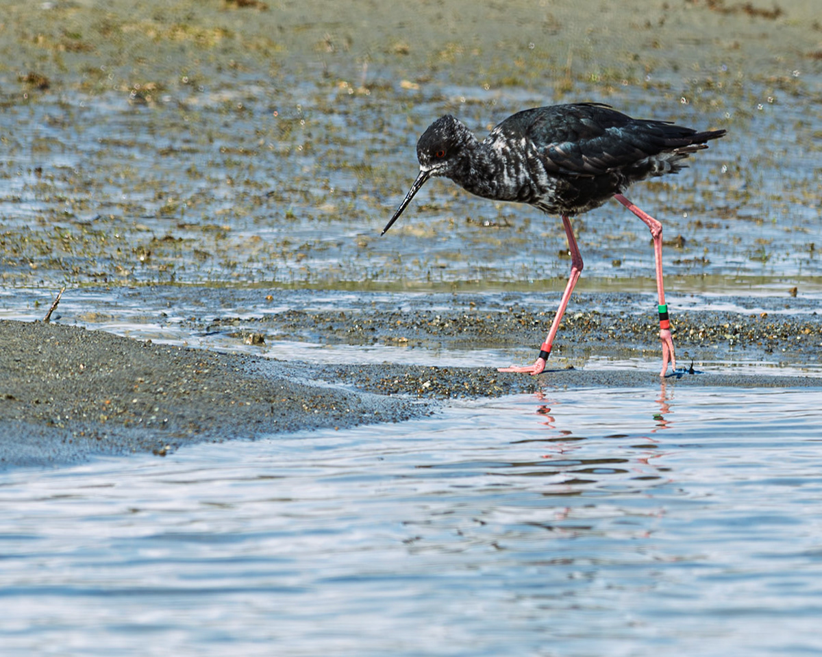 | Black Stilt, Kakī (Himantopus novaezelandiae) | Lake Tekapo | McKenzie Basin | South Island | New Zealand | McKenzie Basin | South Island | New Zealand |