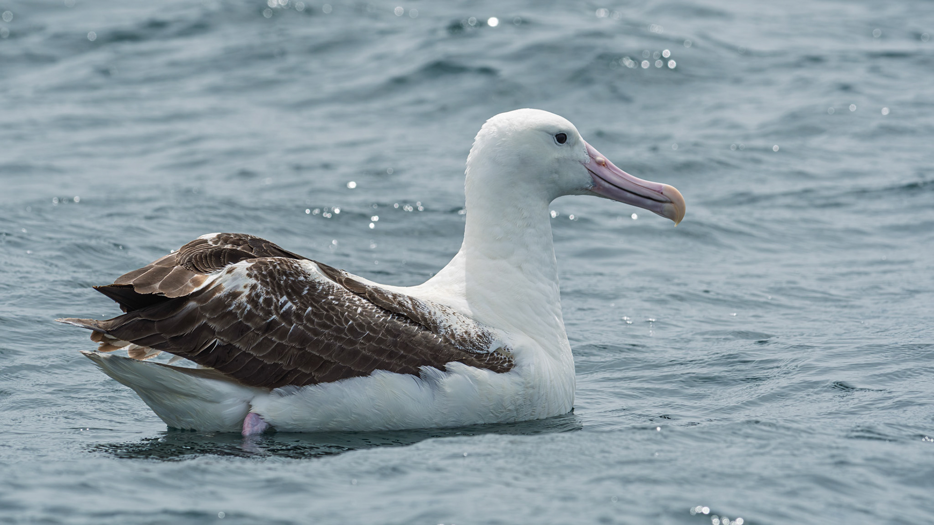 | Northern Royal Albatross (Diomedea sandfordi) | Kaikoura | South Island | New Zealand |