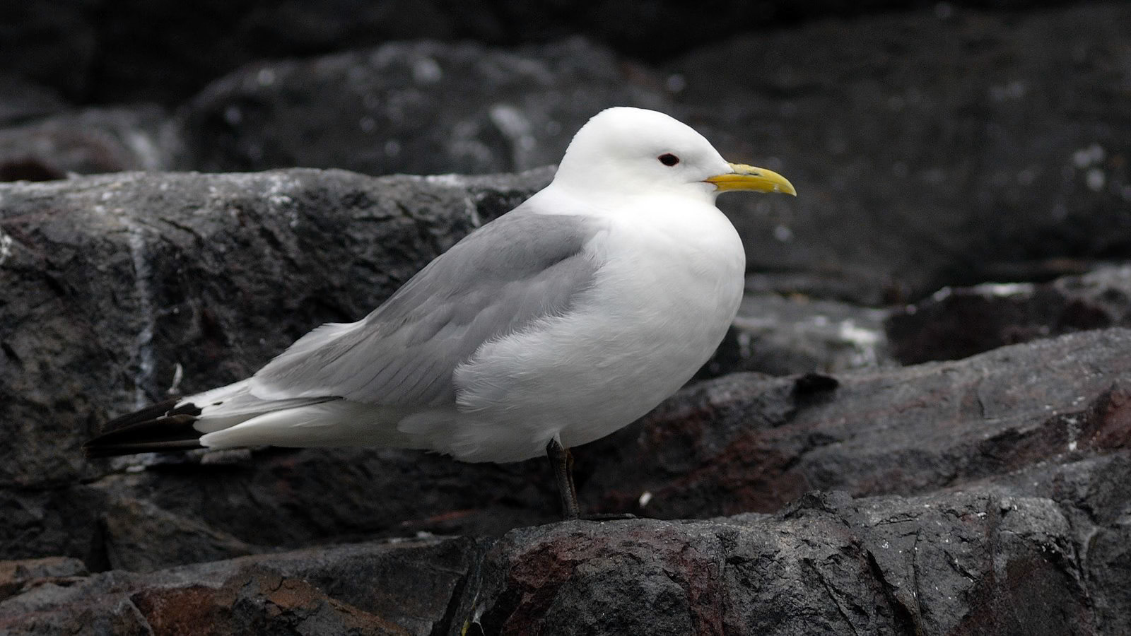|Kittiwake (Rissa tridactyla) | Farne Islands | Northumbria | United Kingdom |