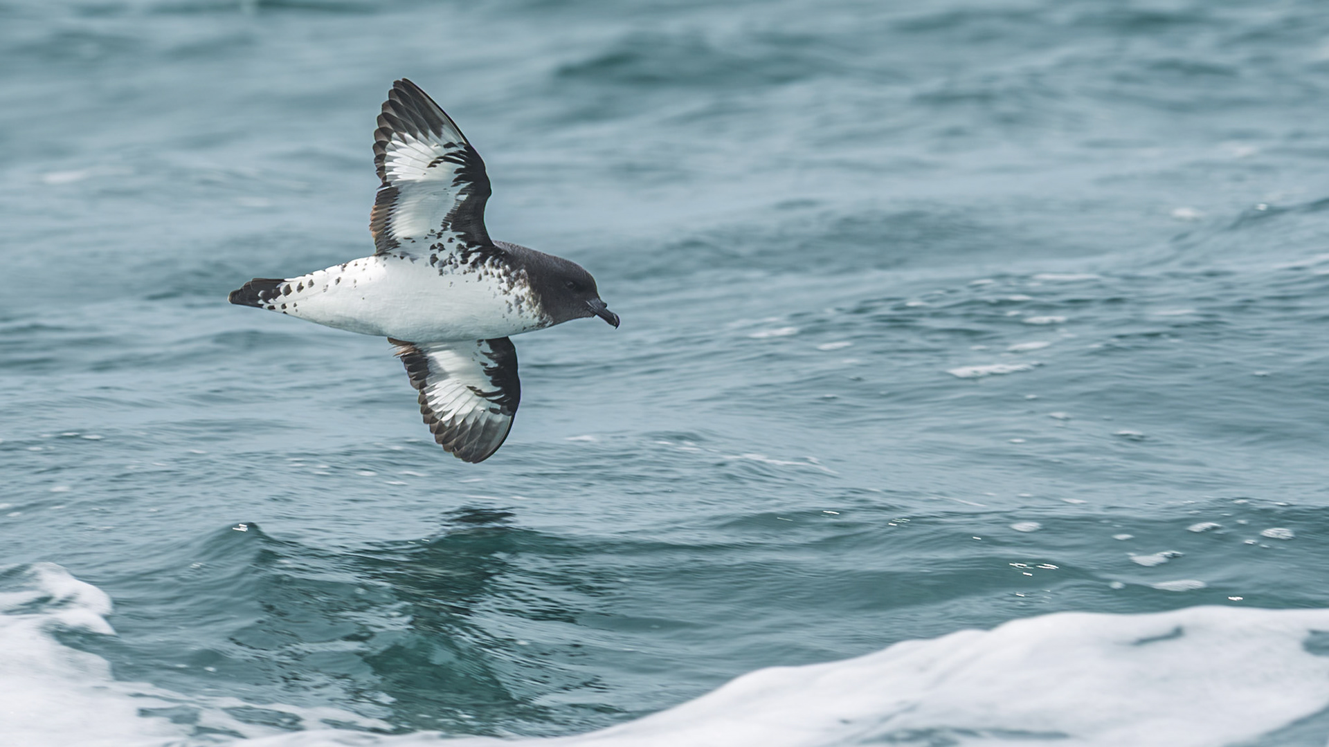 | Cape Petrel, Karetai Hurukoko (Diomedea capensis) | Kaikoura | South Island | New Zealand |
