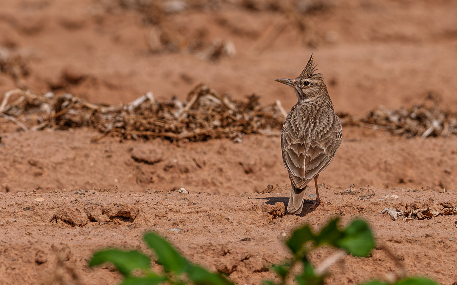 | Thekla's lark (Galerida theklae) | Yotvata | Israel |