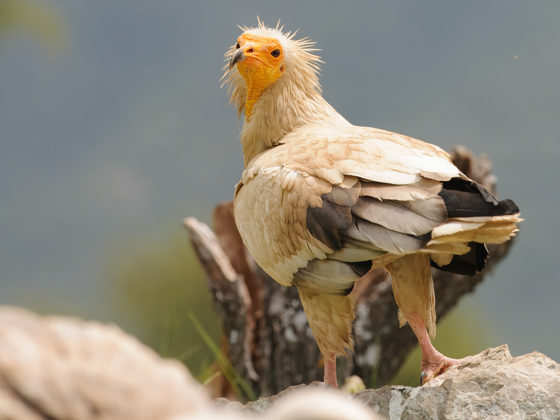 | Egyptian Vulture (Neophron percnopterus) | Conca de Tremp | Catalonia |