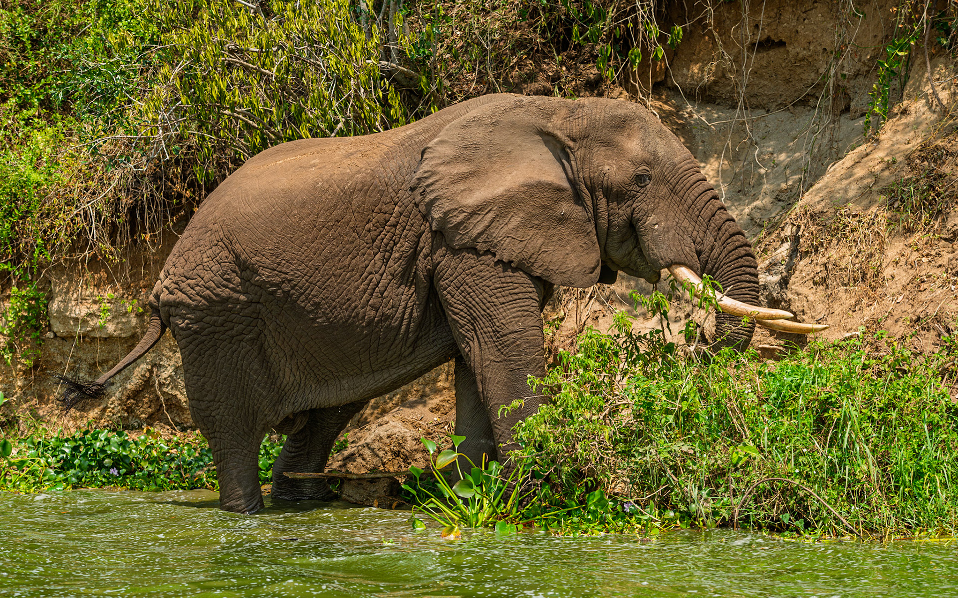 | Queen Elizabeth National Park | Uganda |
