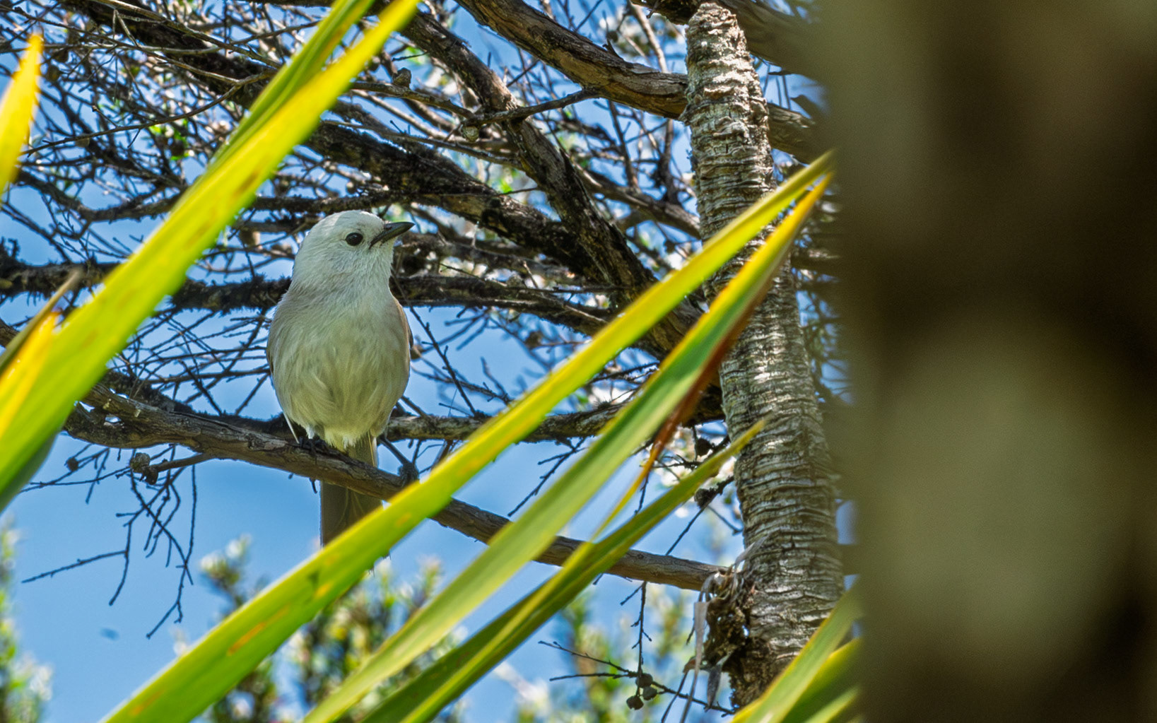 | Whitehead (Mohoua albicilla) | Tiritiri Matangi | North Island | New Zealand |
