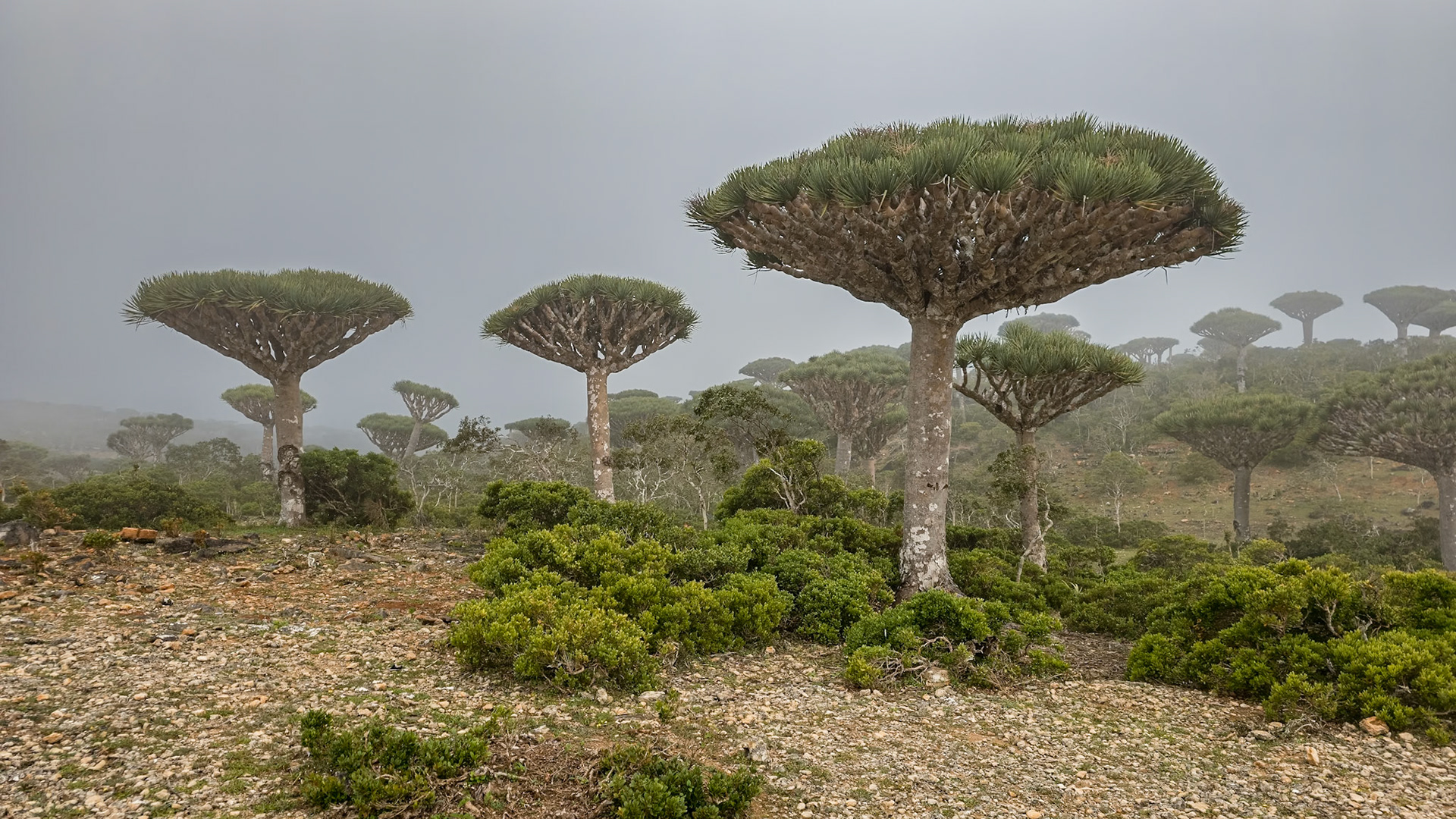 Firmihin Dragon Blood Tree Forest