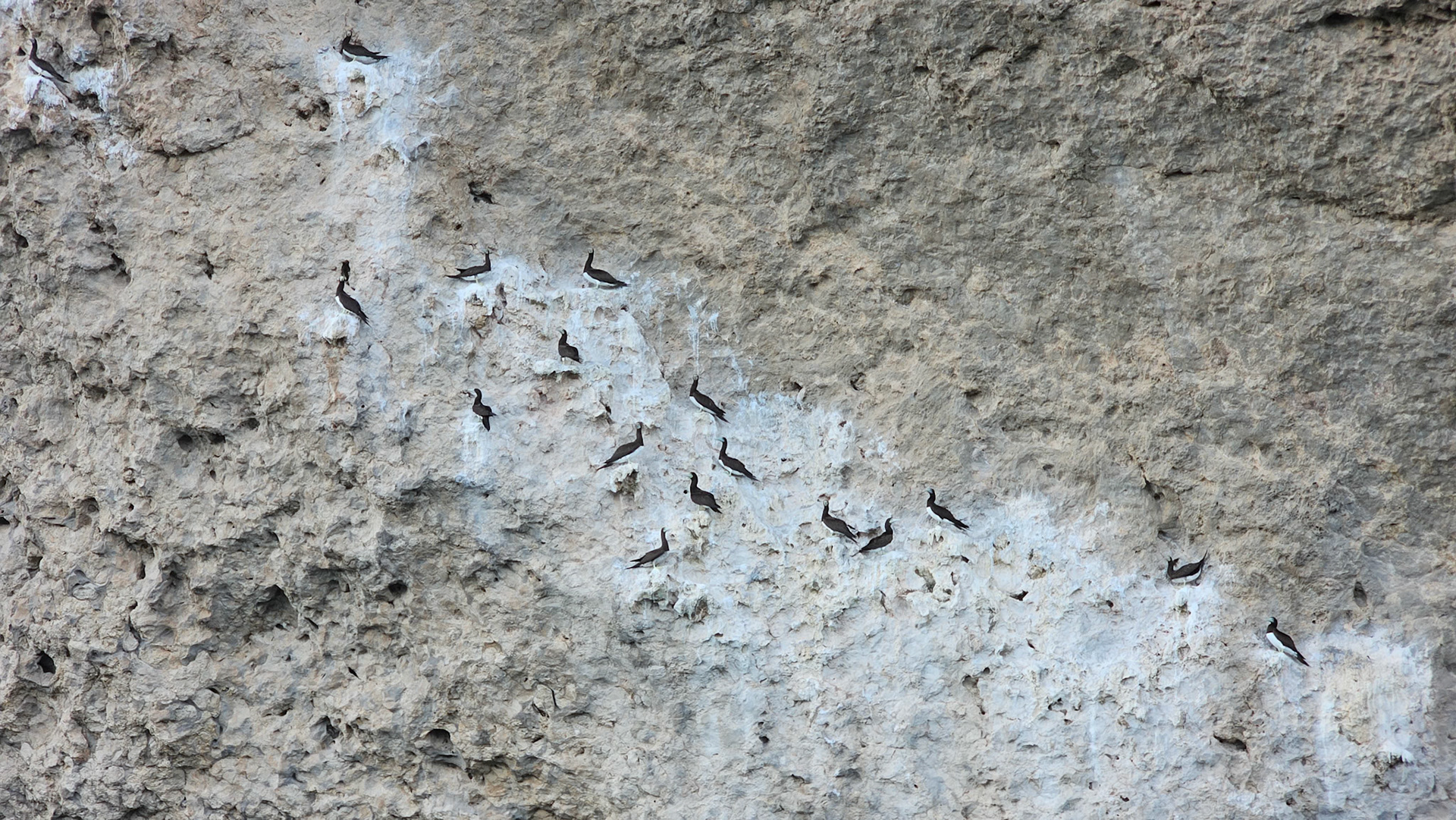Brown Booby (Sula leucogaster)