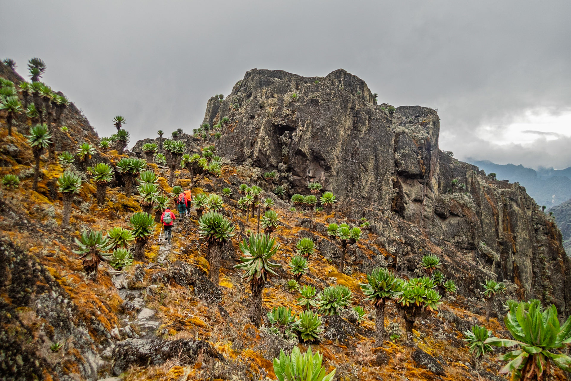 | Day 5. Elena Hut (4,541 m) - Margherita Peak (5.109 m) - Kitandara Hut (4.023 m)  |  Rwenzori Mountains | Uganda |  Rwenzori Mountains | Uganda |