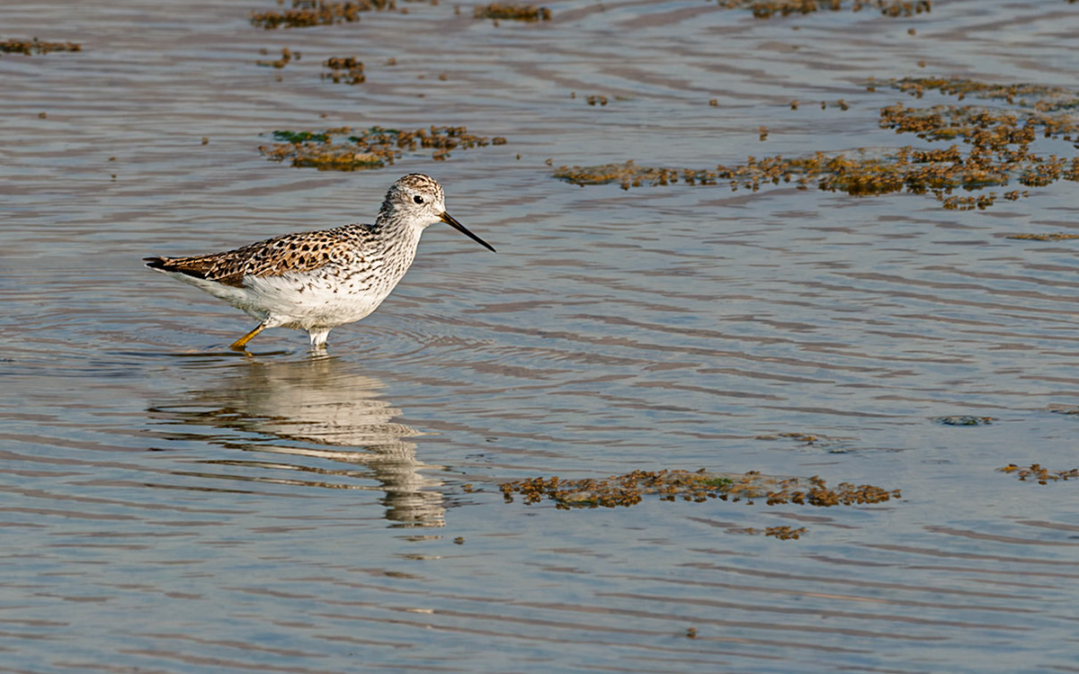 | Marsh sandpiper (Tringa stagnatilis) | Eilat Bird Sanctuary | Eilat | Israel |
