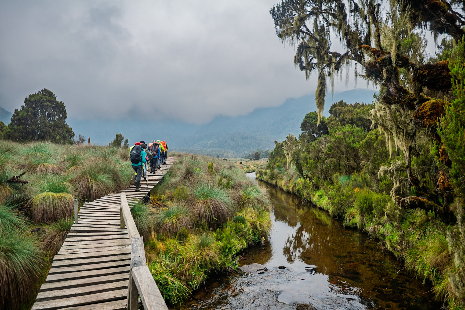 | Day 3. John Matte Hut (3.505 m) - Bujuku Hut (3.977 m) |  Rwenzori Mountains | Uganda | |  Rwenzori Mountains | Uganda |
