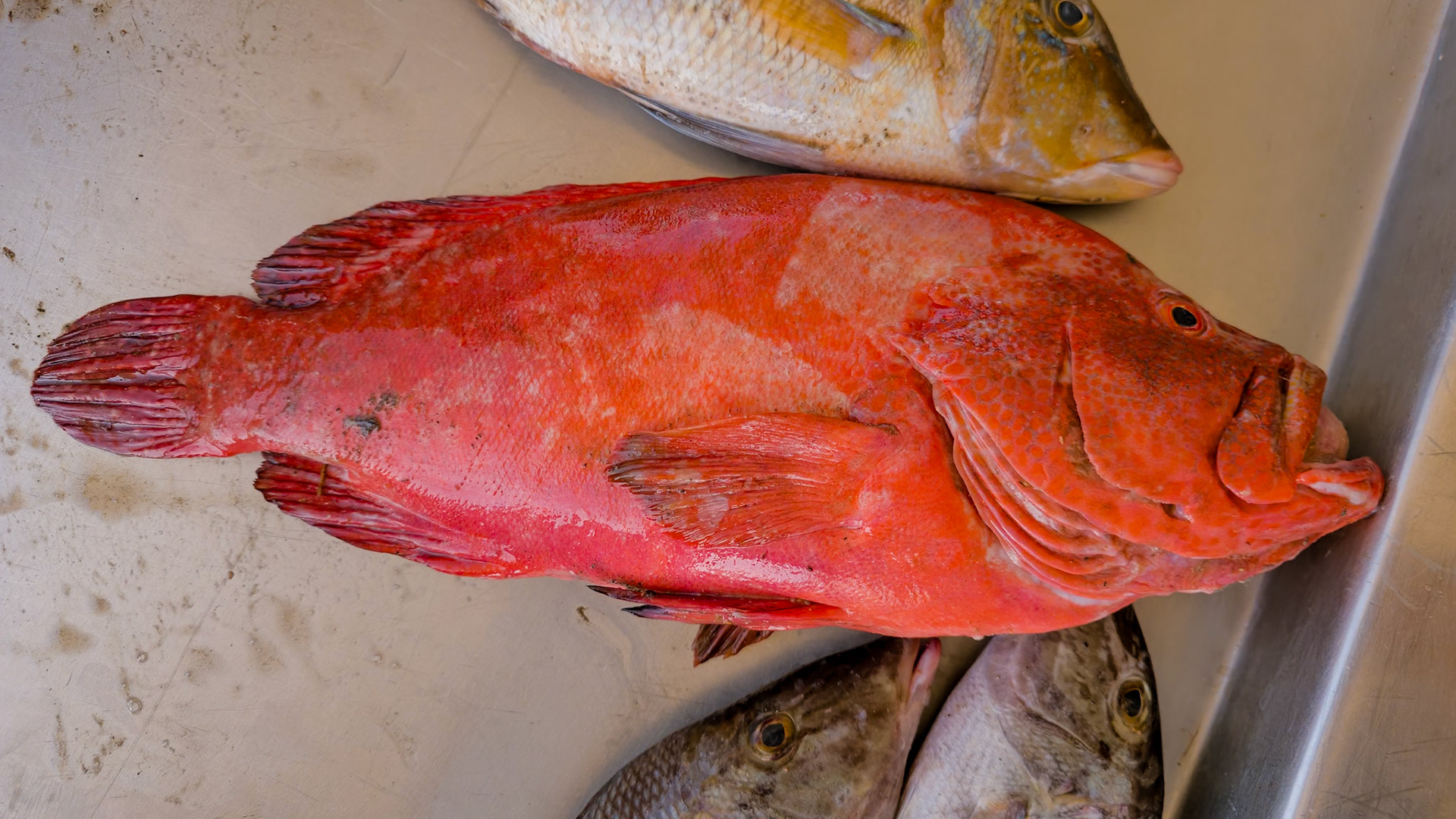 Hadiboh fish market. Tomato Hind (Cephalopholis sonnerati)