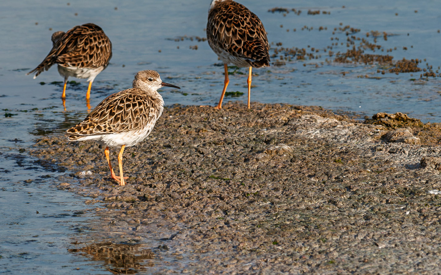 | Ruff (Calidris pugnax) | Eilat Bird Sanctuary | Eilat | Israel |