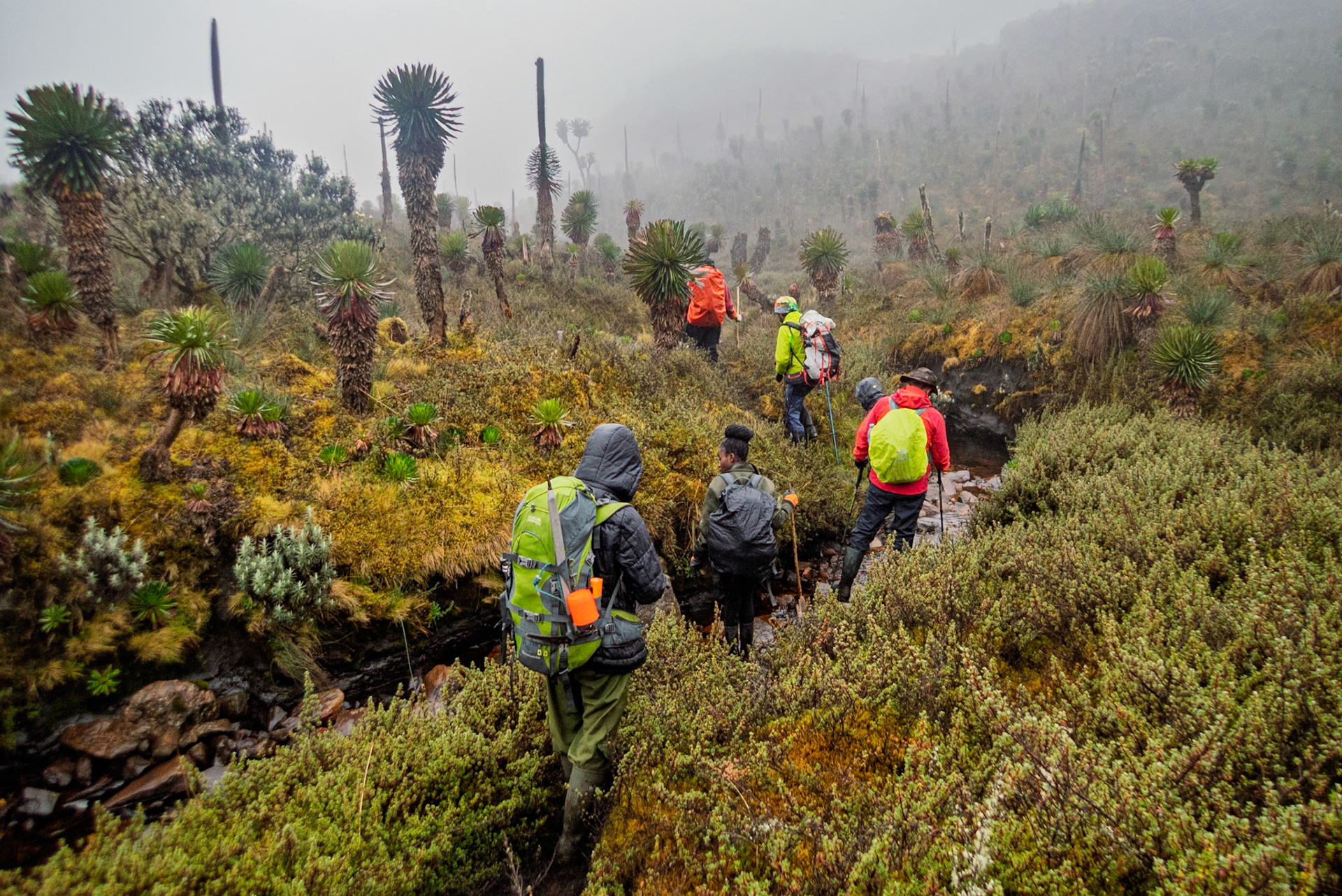 | Day 6. Kitandara Hut (4.023 m) - Guy Yeoman (3.505 m) |  Rwenzori Mountains | Uganda |  Rwenzori Mountains | Uganda |
