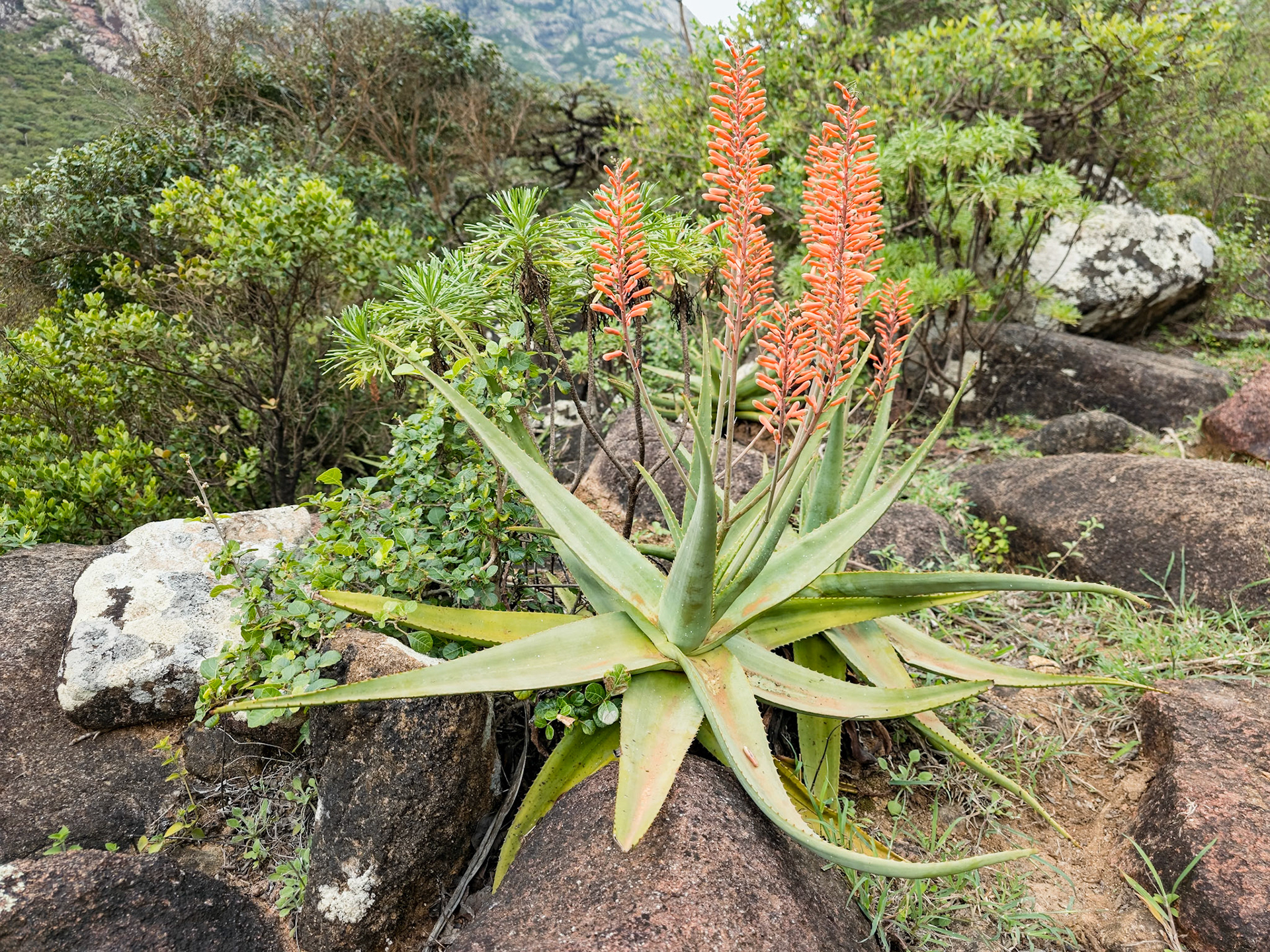 | Socotra  Oct '24 | Day 4 | October 10th | Mount Haggeher Trek | Adho di Meleh - Wadi Dhamdhar |