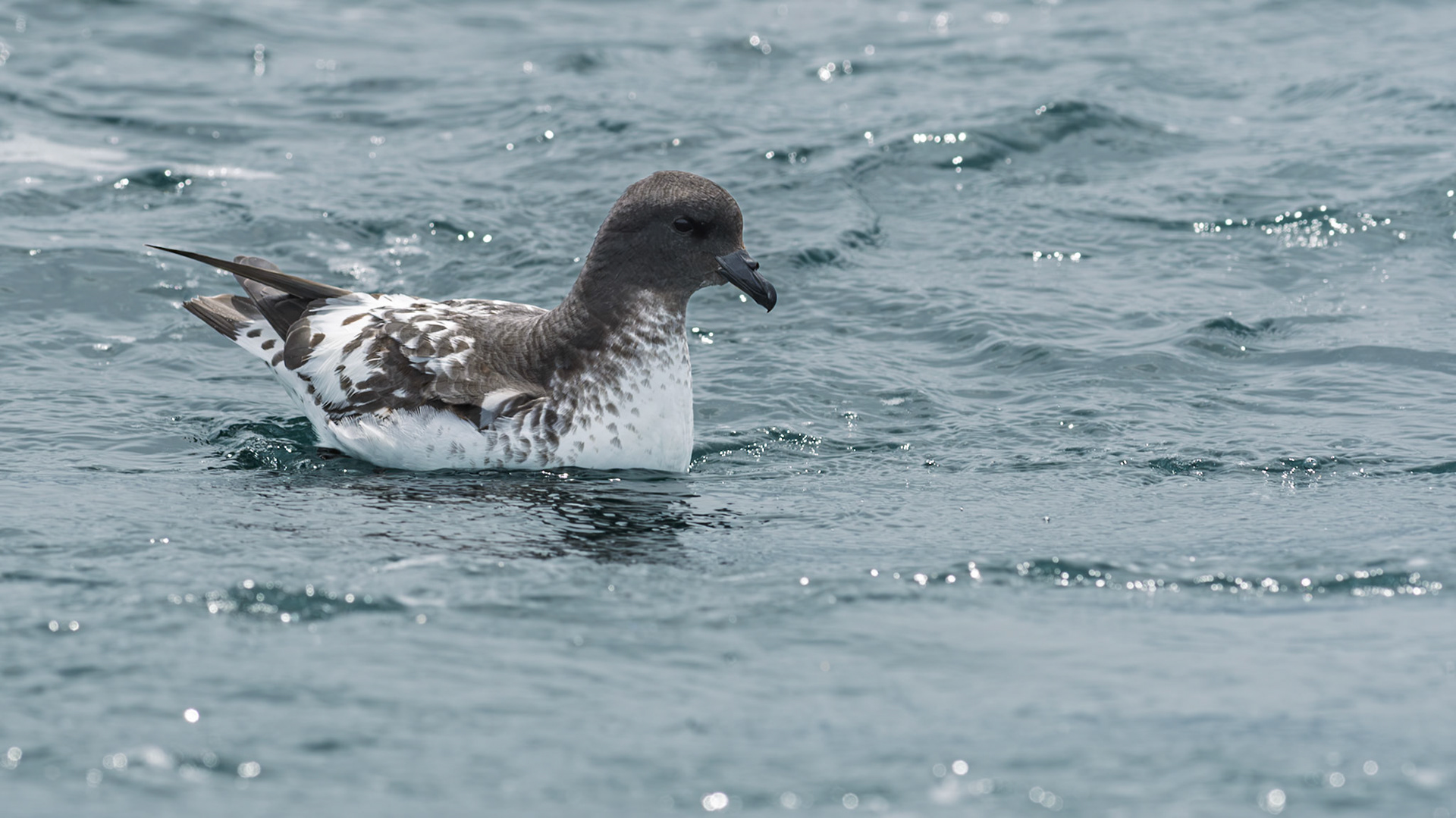 | Cape Petrel, Karetai Hurukoko (Diomedea capensis) | Kaikoura | South Island | New Zealand |