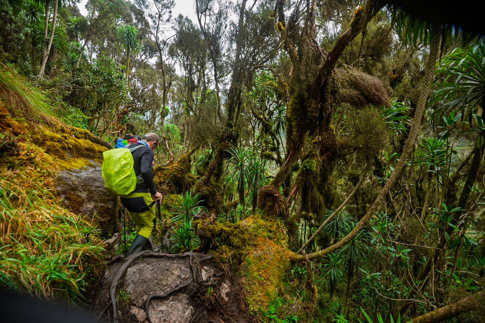 | Day 3. John Matte Hut (3.505 m) - Bujuku Hut (3.977 m) |  Rwenzori Mountains | Uganda | |  Rwenzori Mountains | Uganda |