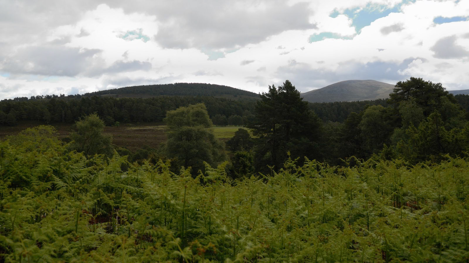 | Cairngorms National Park | Scotland  | United Kingdom |