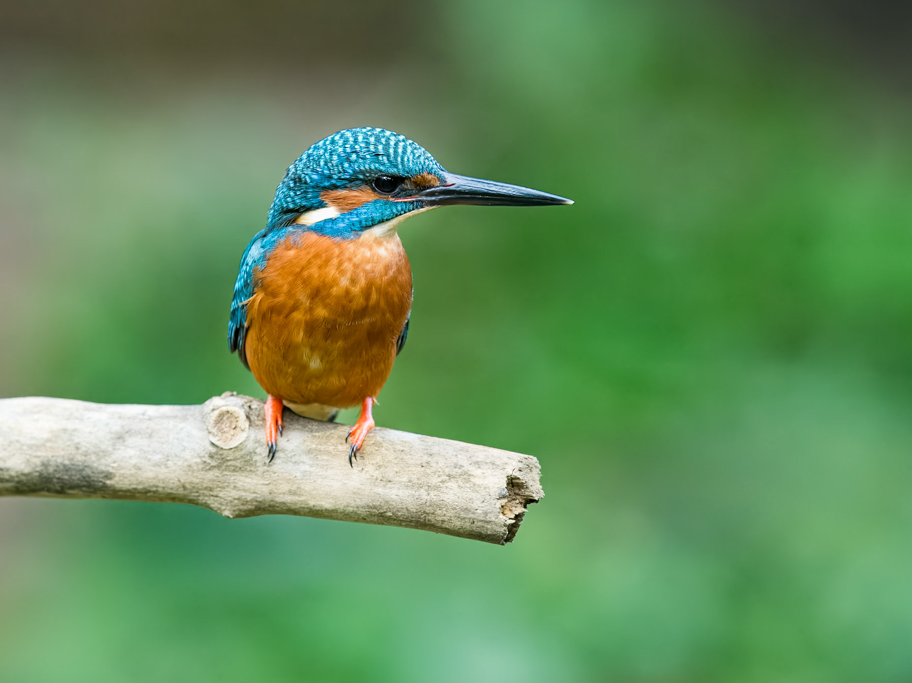 | Eurasian Kingfisher (Alcedo atthis) | Catalunya |