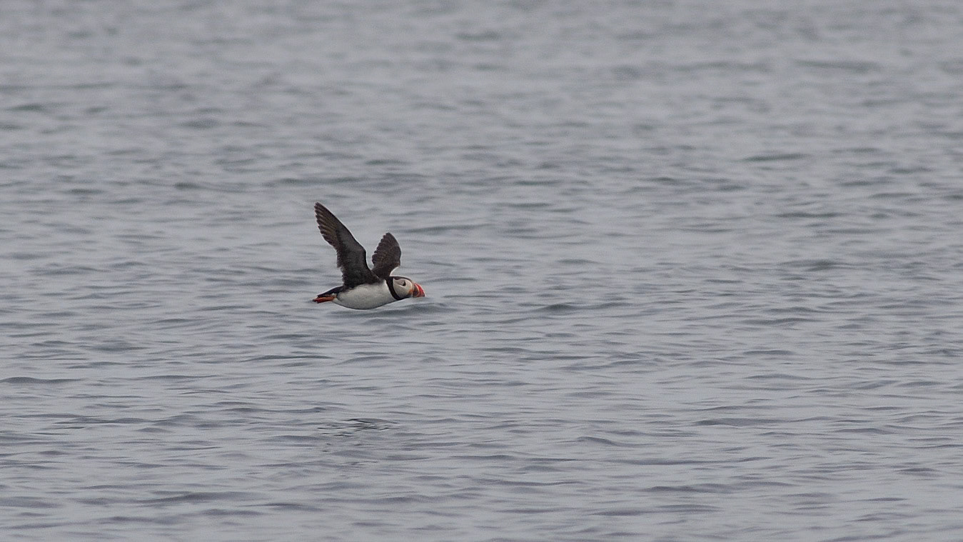 | Atlantic puffin (Fratercula arctica) | Farne Islands | Northumbria | United Kingdom |