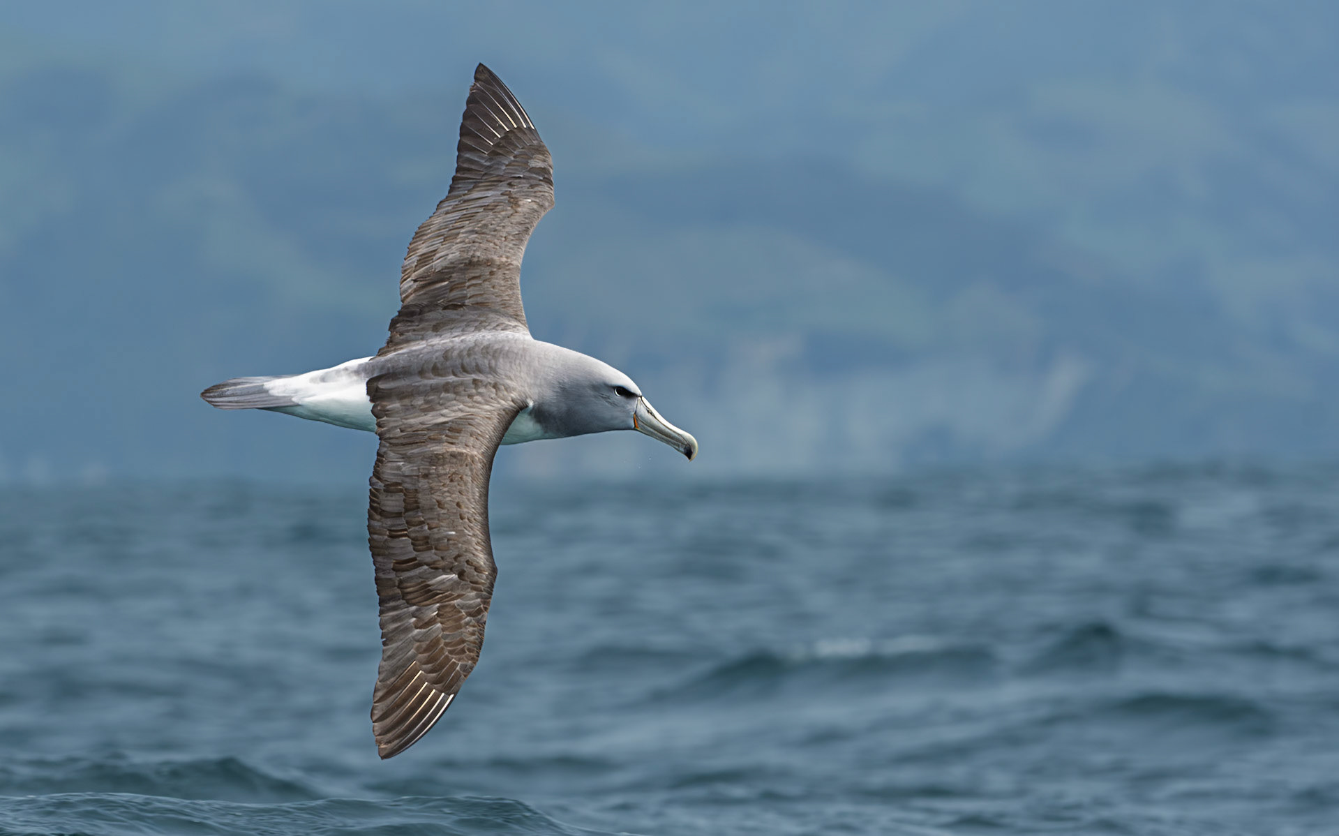 | Salvin's Albatross, Toroa (Thalassarche salvini) | Kaikoura | South Island | New Zealand |
