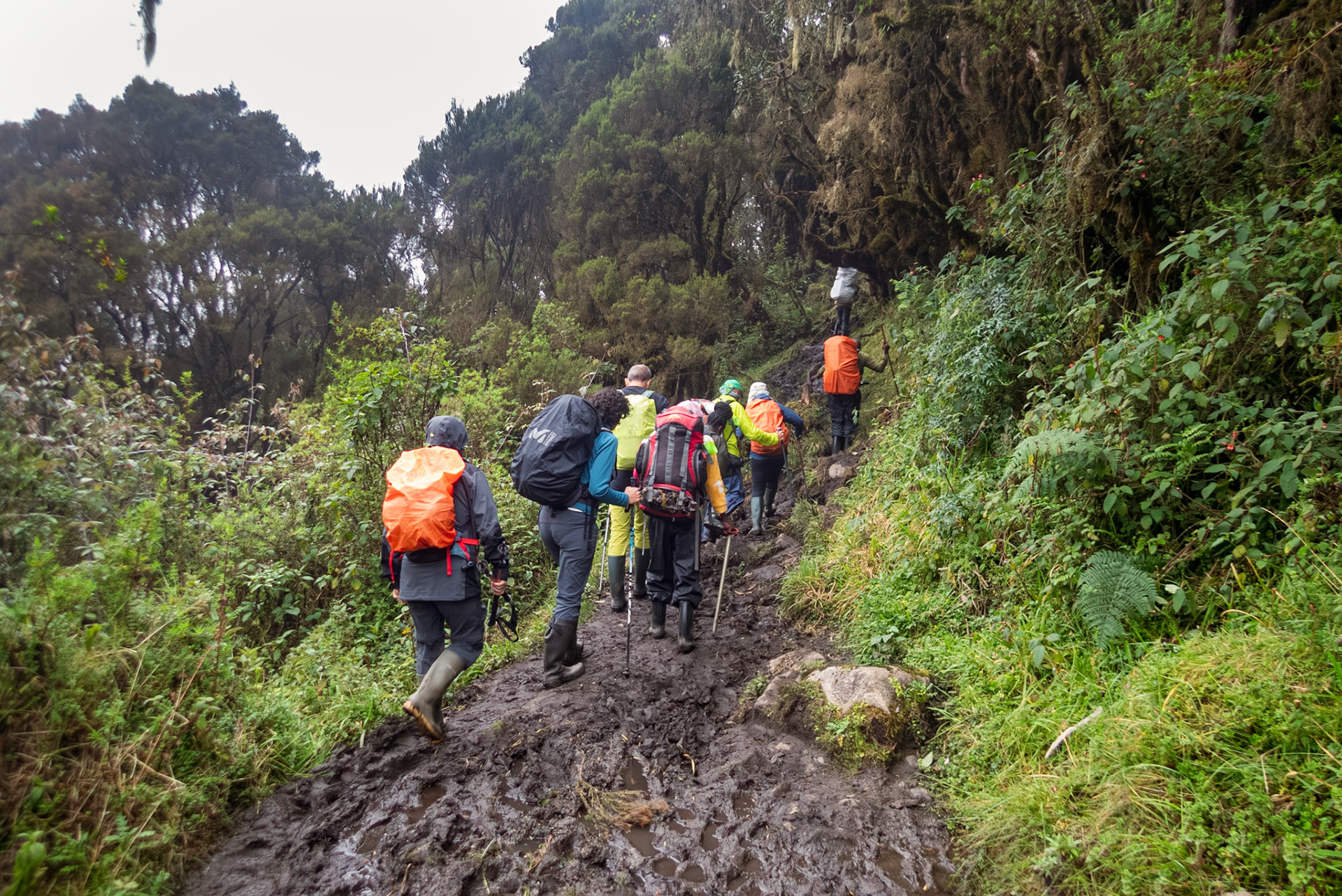 | Day 2. Nyabitabe Camp (2.651 m) - John Matte Hut (3.505 m) |  Rwenzori Mountains | Uganda | |  Rwenzori Mountains | Uganda |