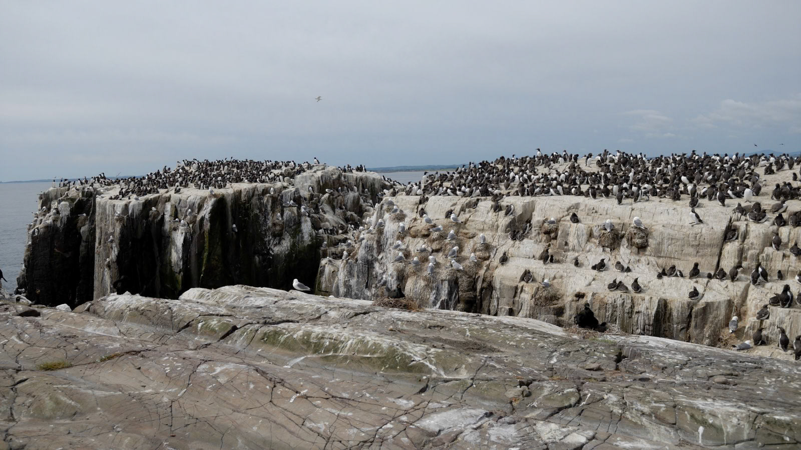 | Farne Islands | Northumbria | United Kingdom |