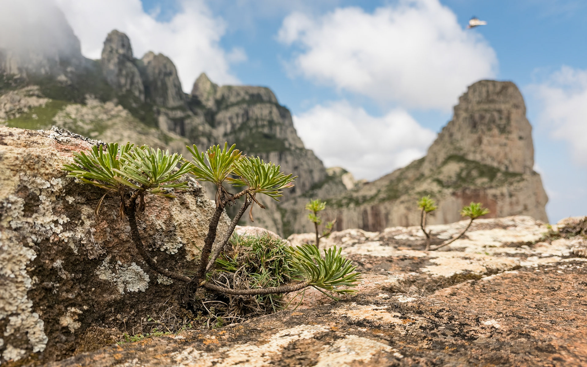 | Mount Haggeher | Socotra | Yemen |