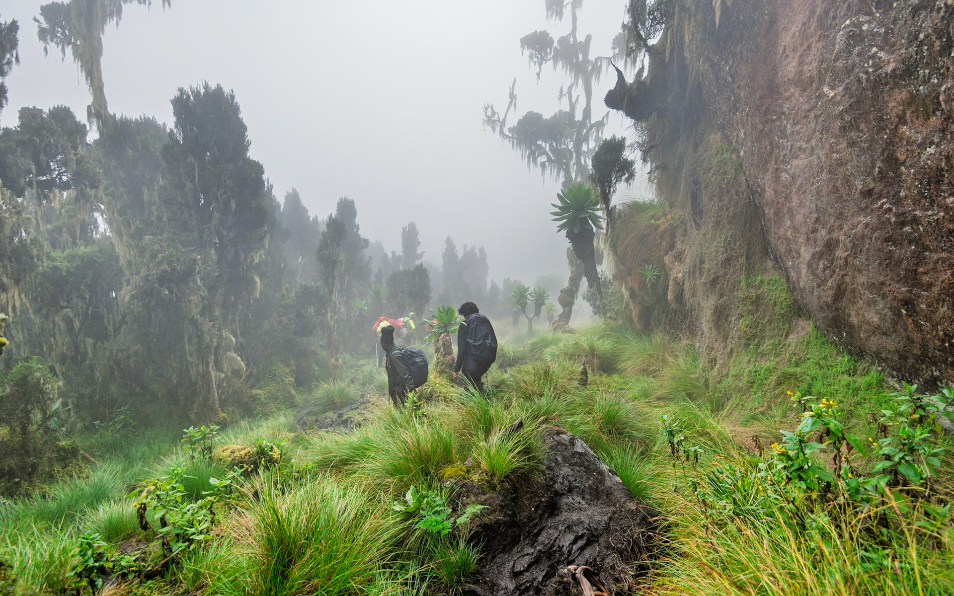| Day 6. Kitandara Hut (4.023 m) - Guy Yeoman (3.505 m) |  Rwenzori Mountains | Uganda |  Rwenzori Mountains | Uganda |