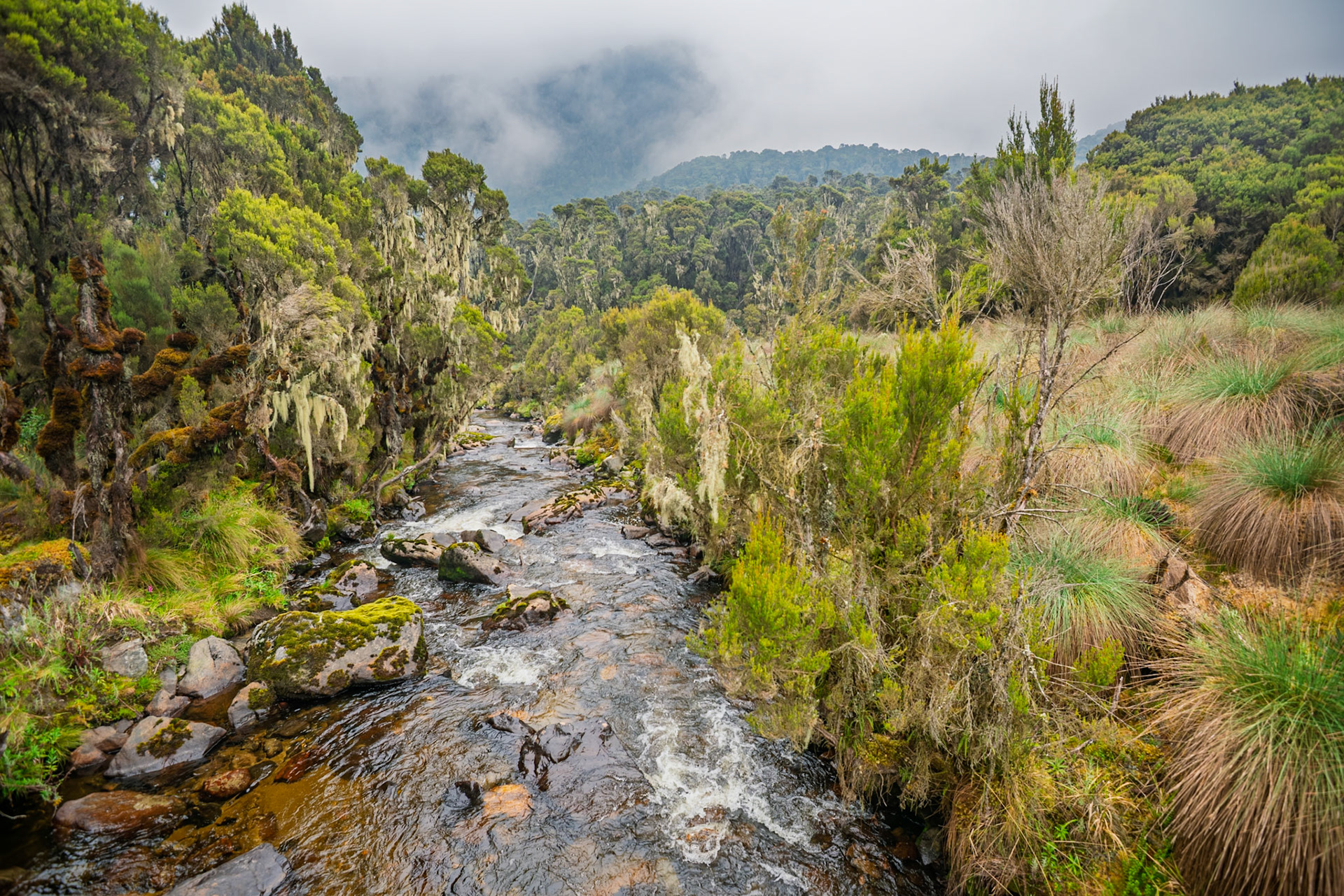 | Day 3. John Matte Hut (3.505 m) - Bujuku Hut (3.977 m) |  Rwenzori Mountains | Uganda | |  Rwenzori Mountains | Uganda |