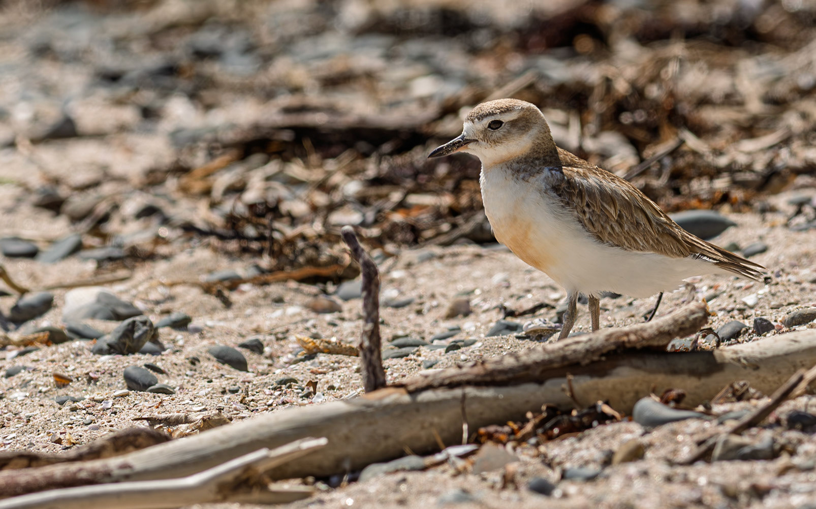 | New Zealand Dotterel, Tūturiwhatu, Pukunui, Kūkuruatu (Anarhynchus obscurus) | Tiritiri Matangi | North Island | New Zealand |