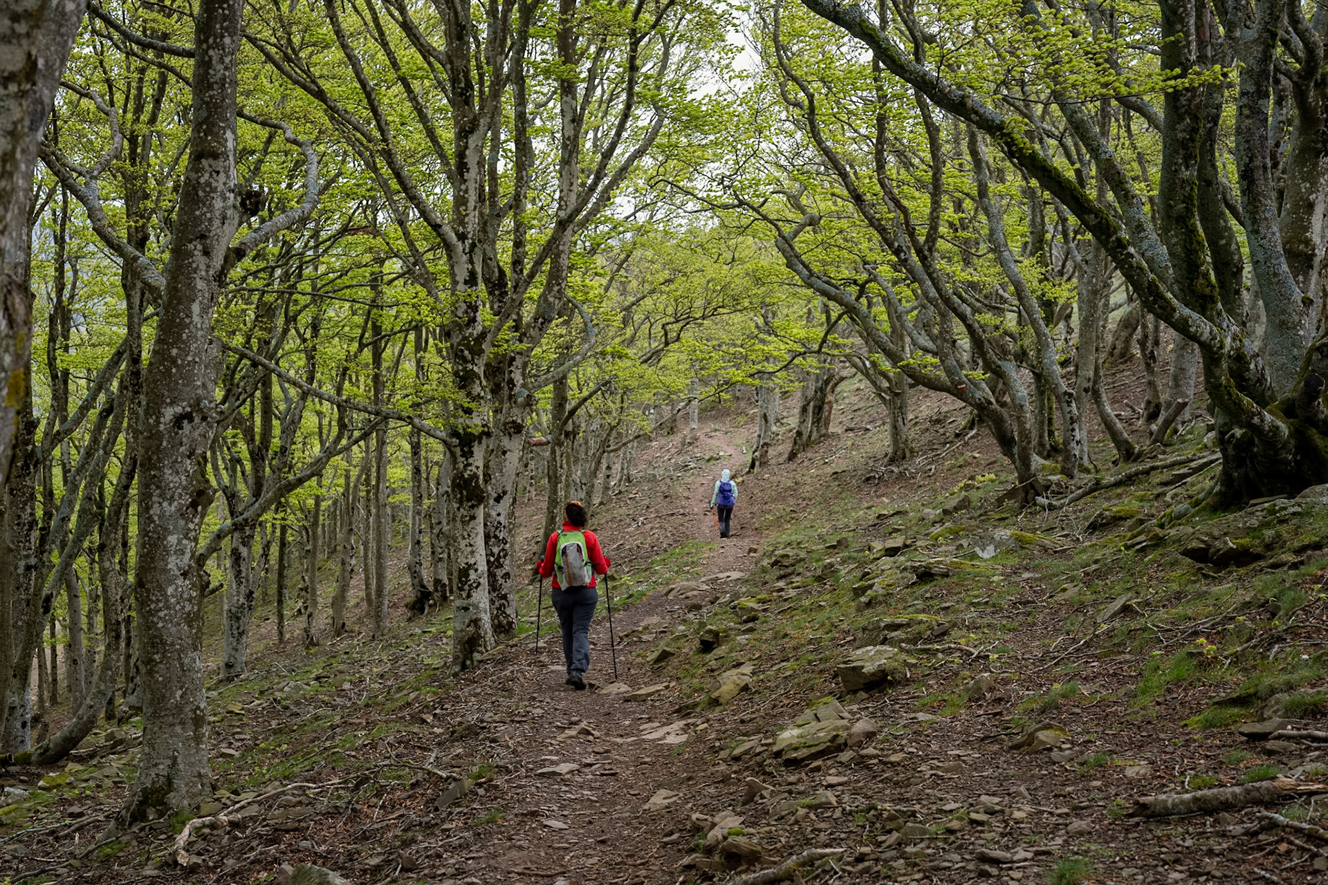 ARP 41.1. Coll de l'Ullat - Coll de Banyuls