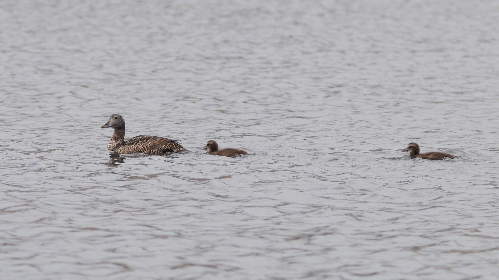 | Common eider (Somateria mollissima) | Farne Islands | Northumbria | United Kingdom |