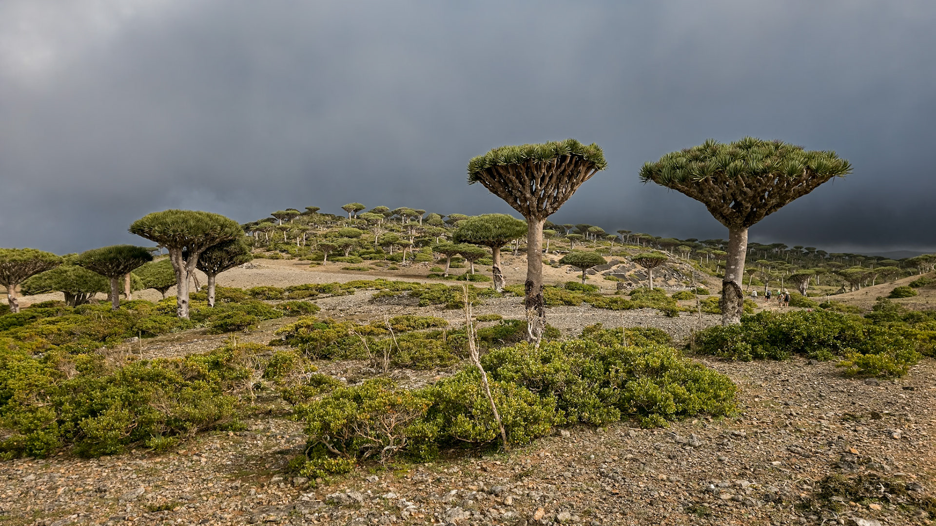 Firmihin Dragon Blood Tree Forest