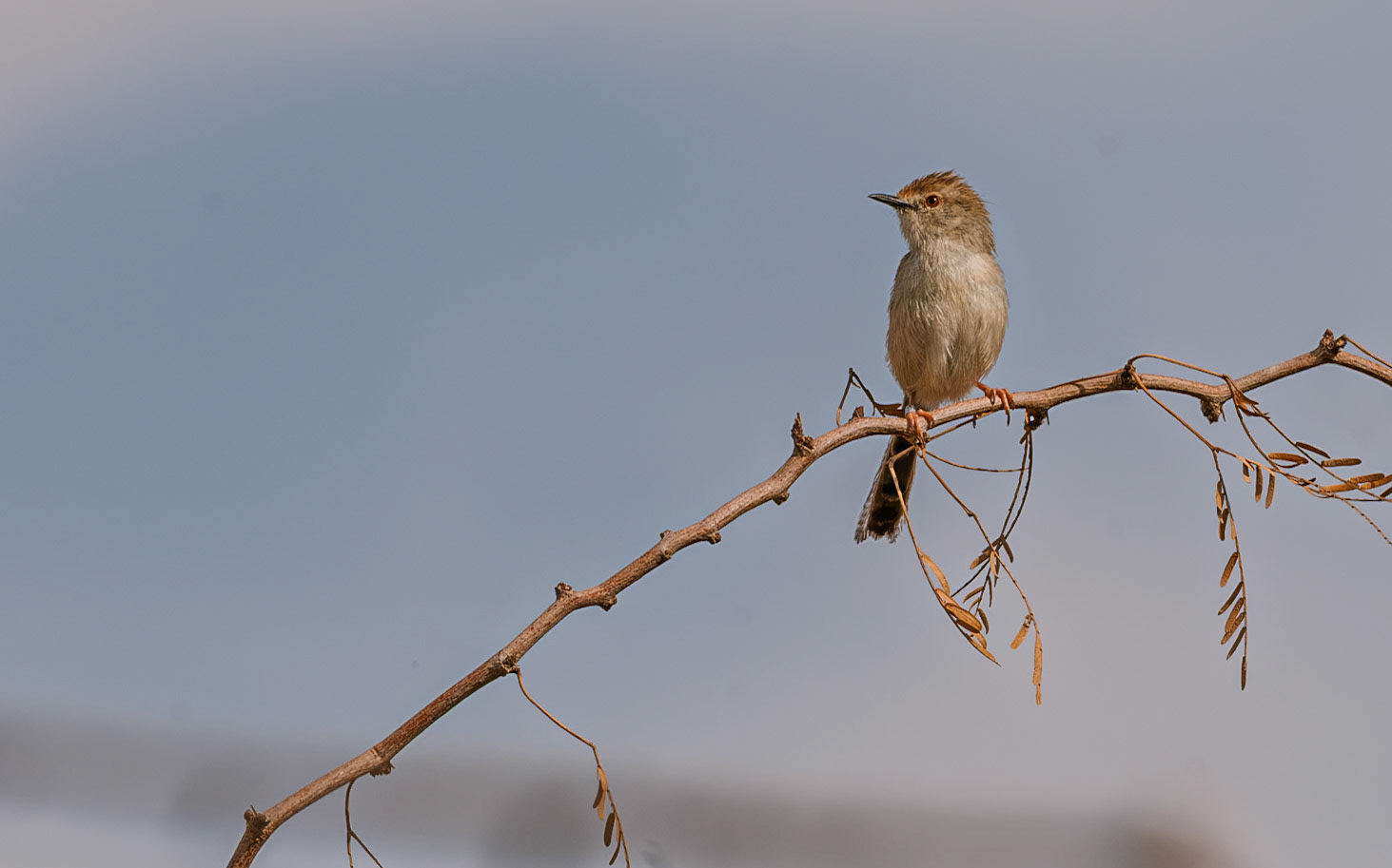 | Graceful prinia (Prinia gracilis | Eilat Bird Sanctuary | Eilat | Israel |